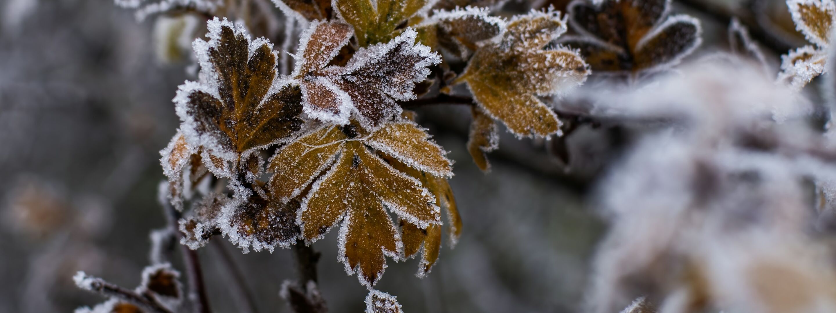 Frost on fallen leaves