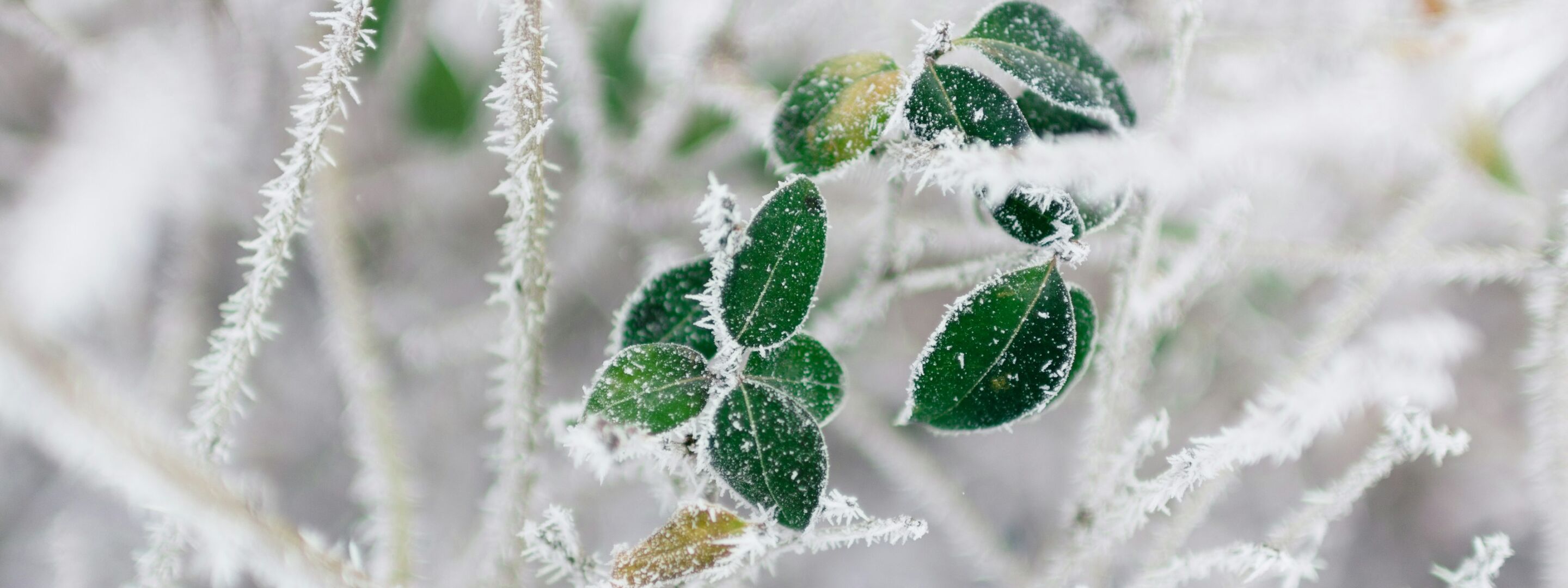 Frost on fallen leaves