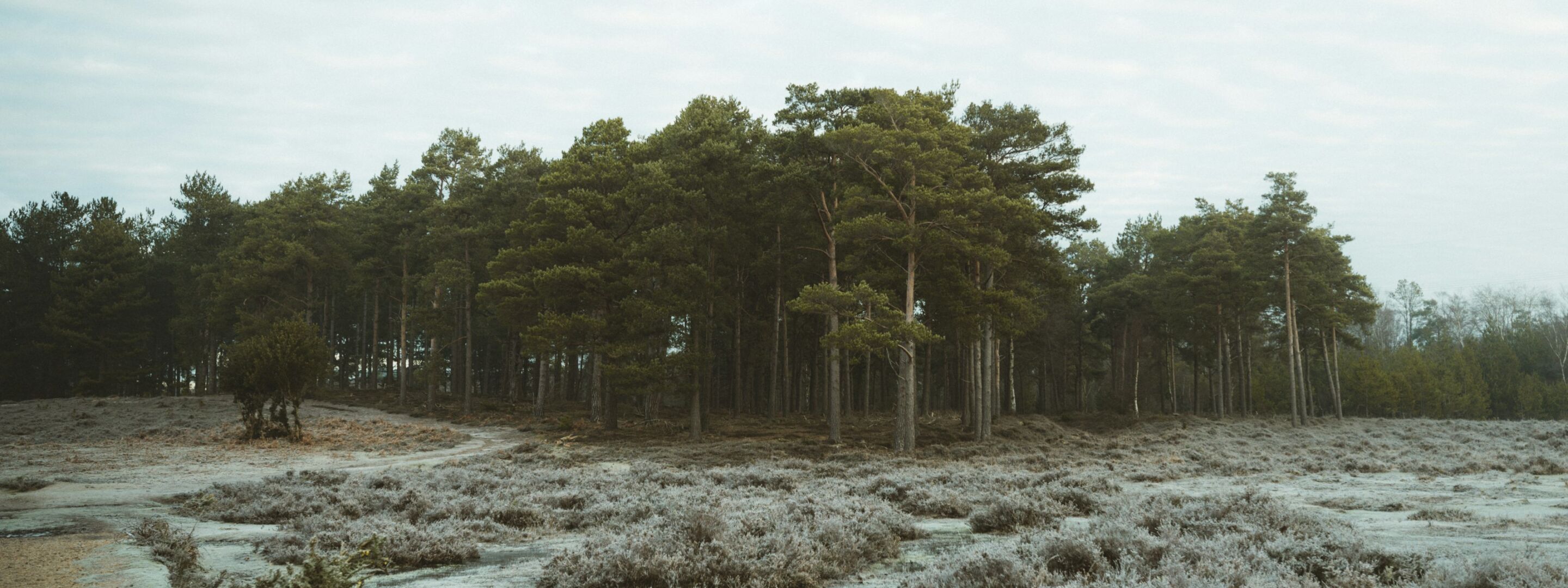 Trees in a wintry woodland