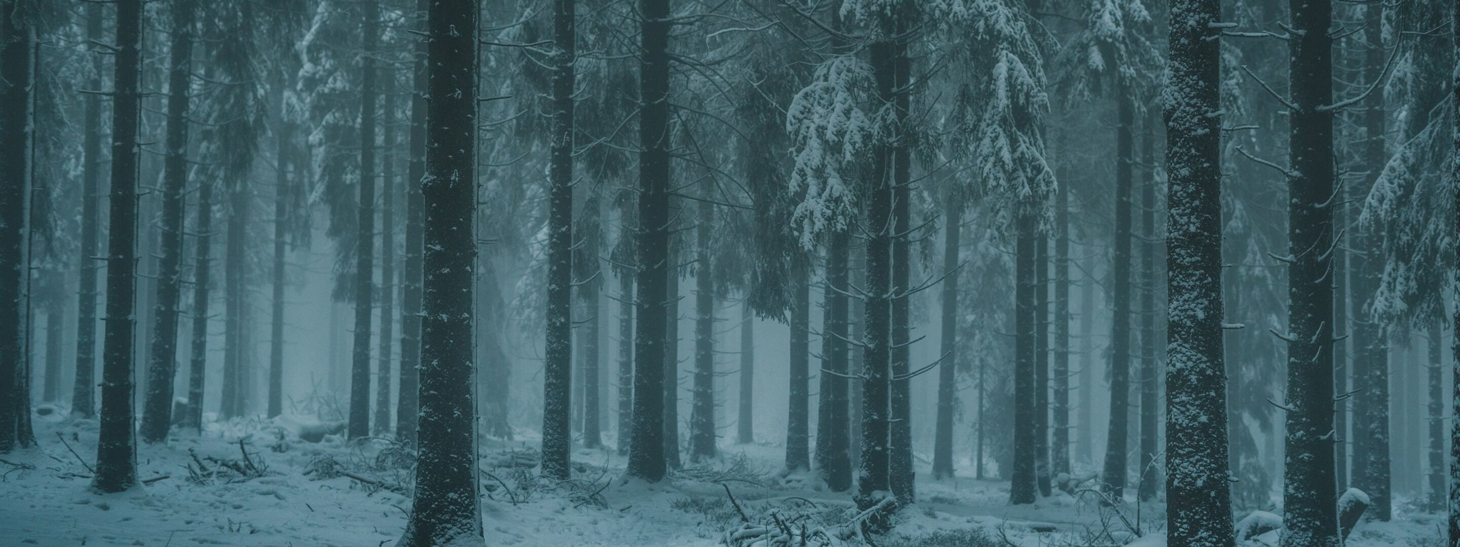 Trees in a wintry woodland