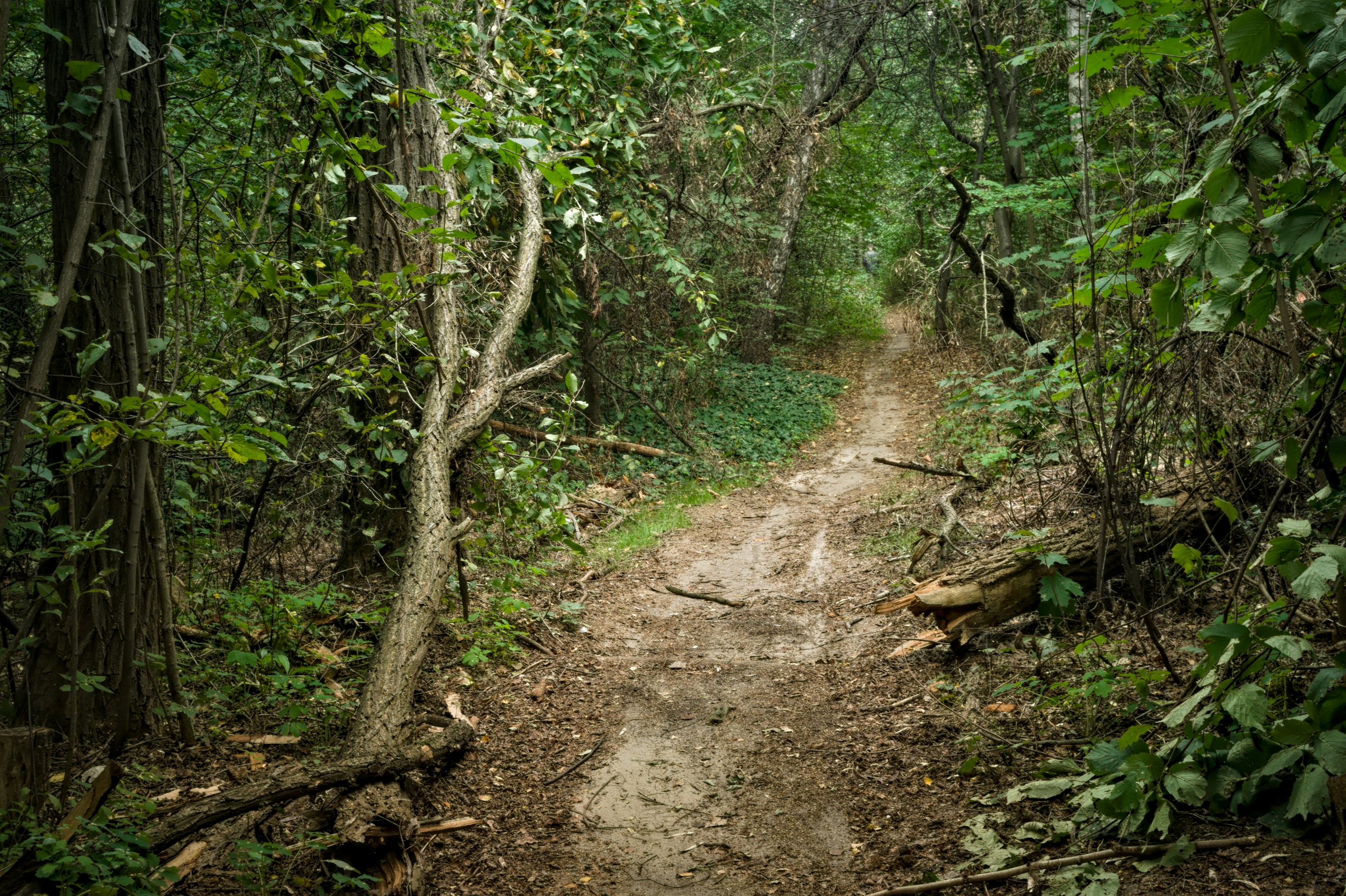 A path through woodland