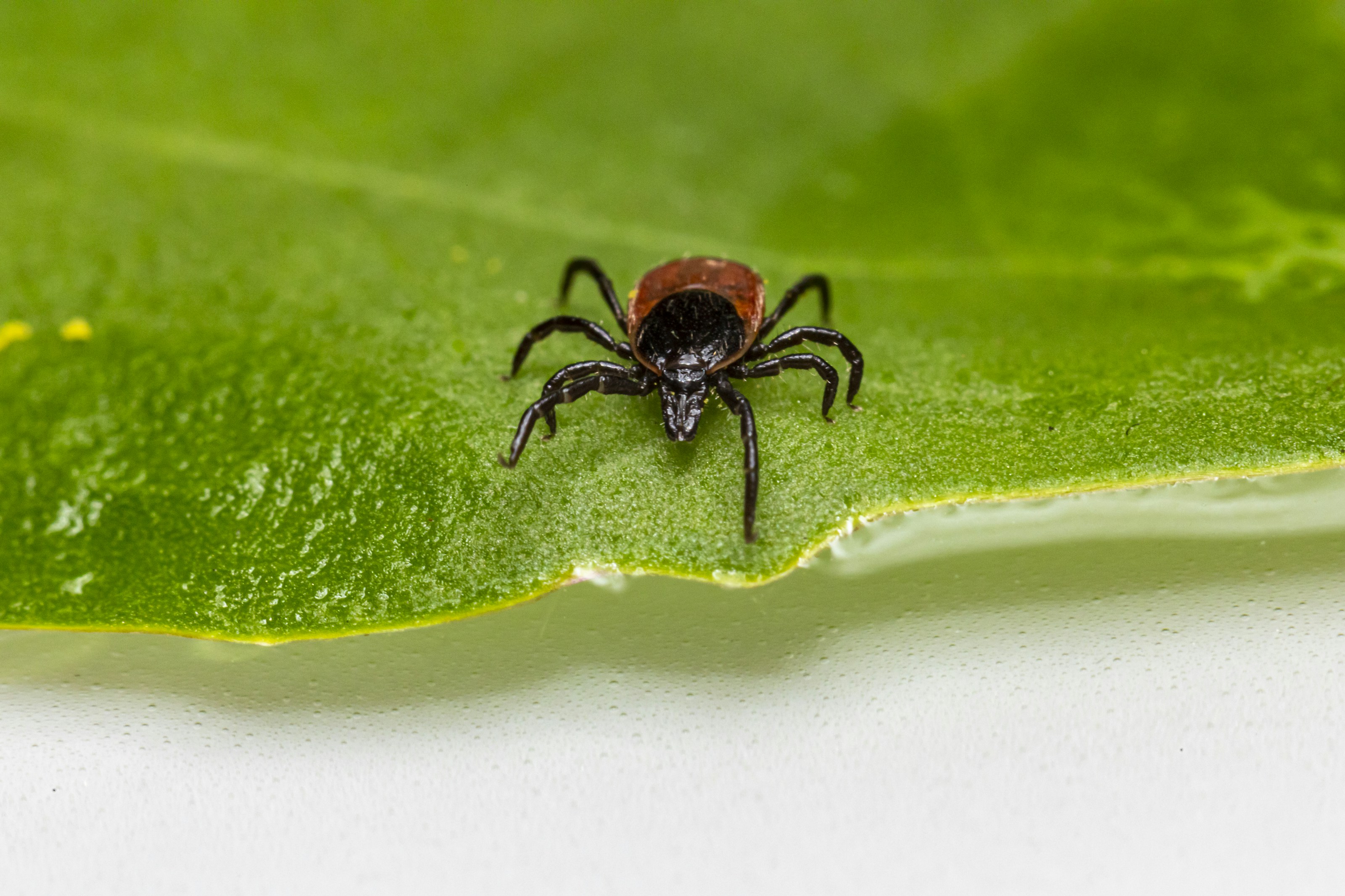 A tick on a green leaf