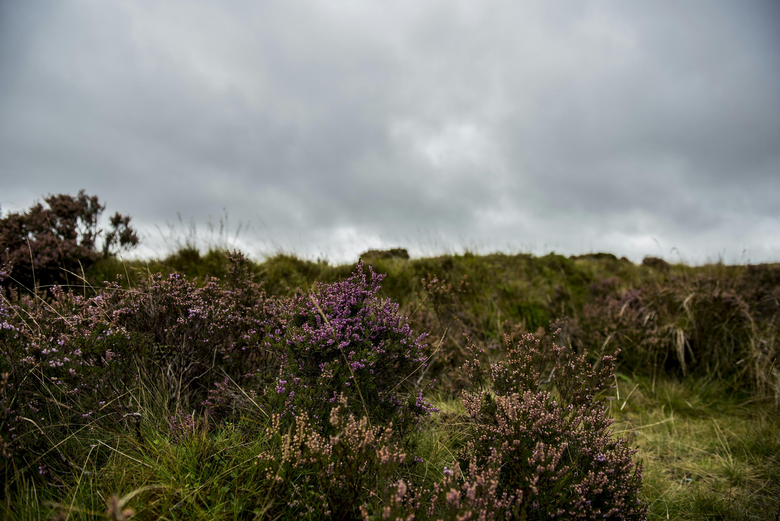 Heather in flower