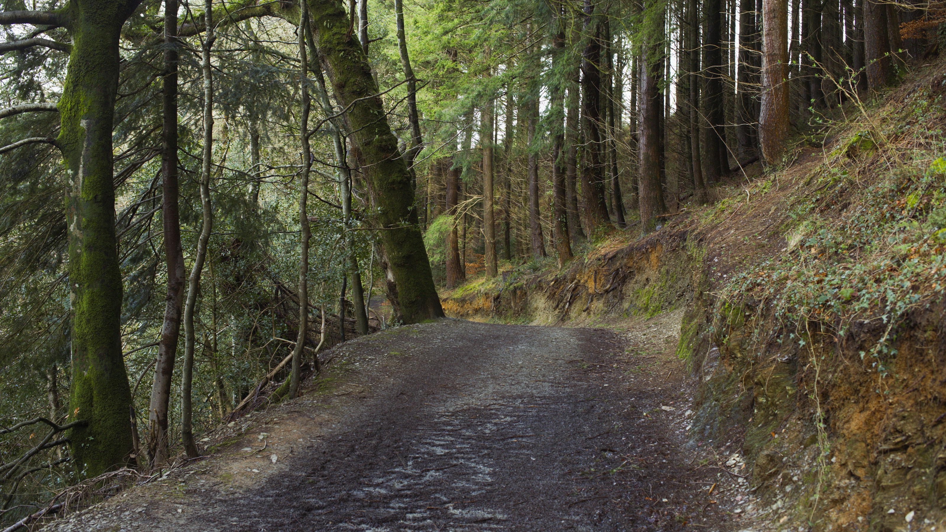 A path through woodland