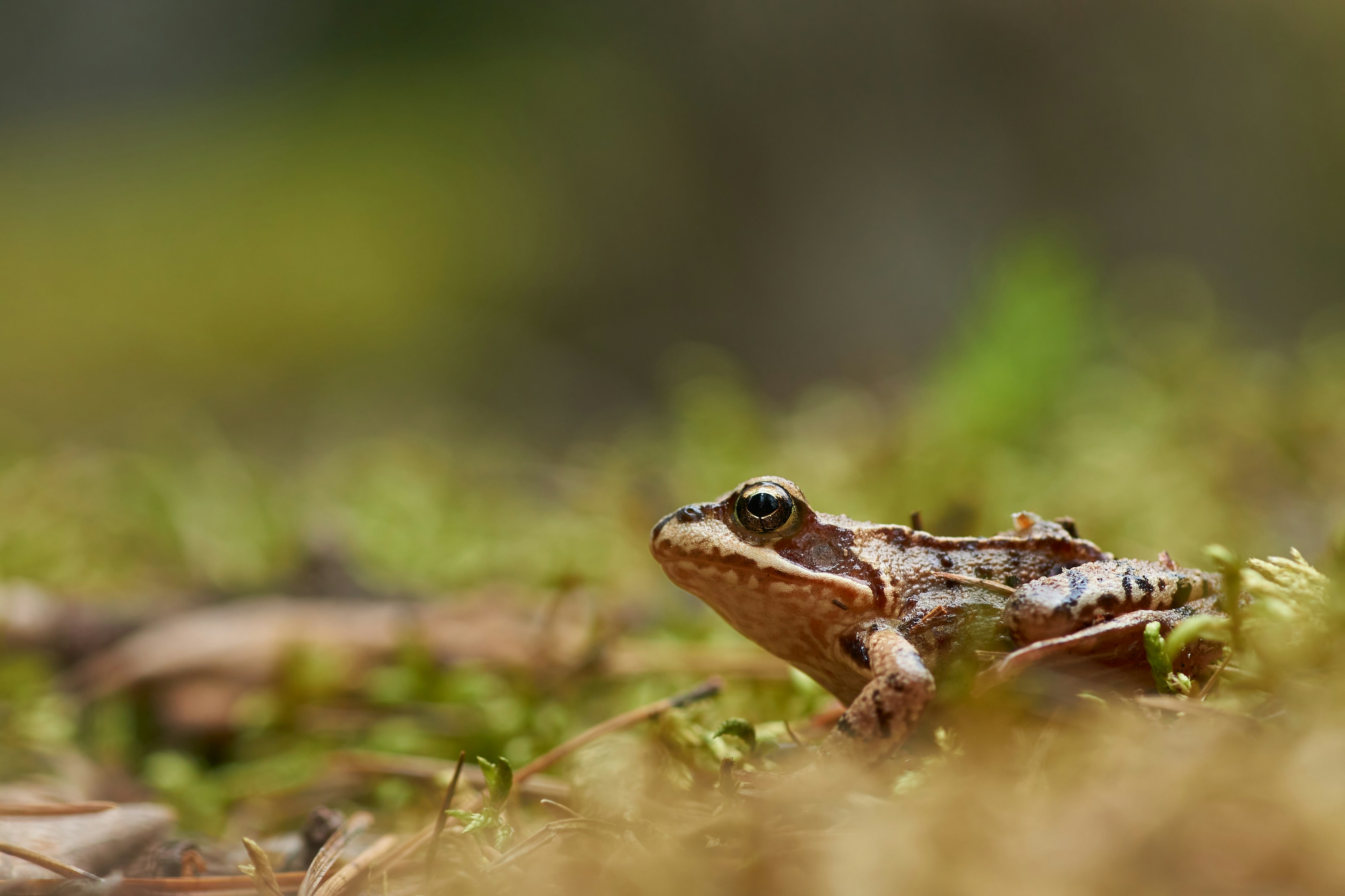 A common frog among woodland vegetation