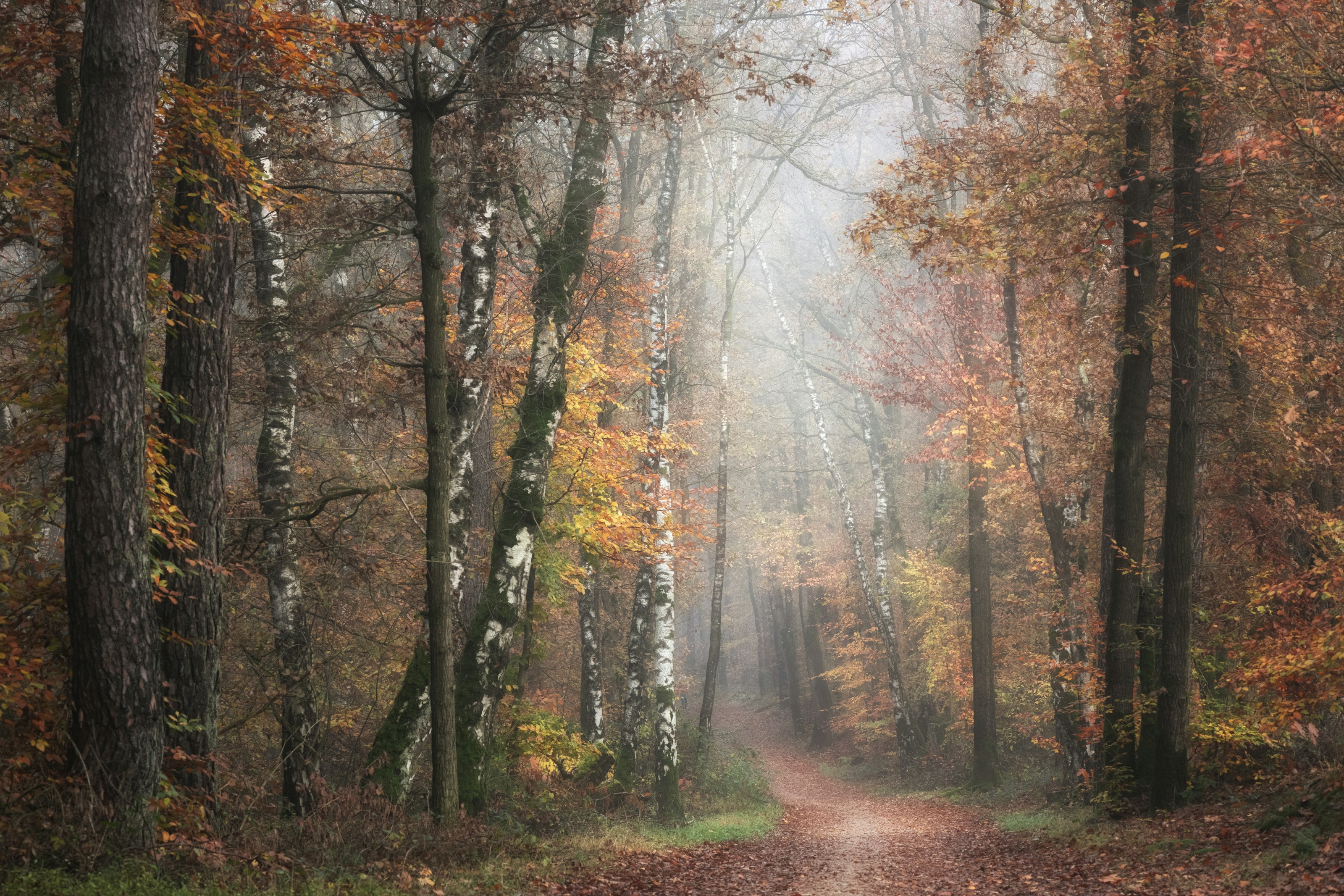 Autumn leaves and trees in woodland