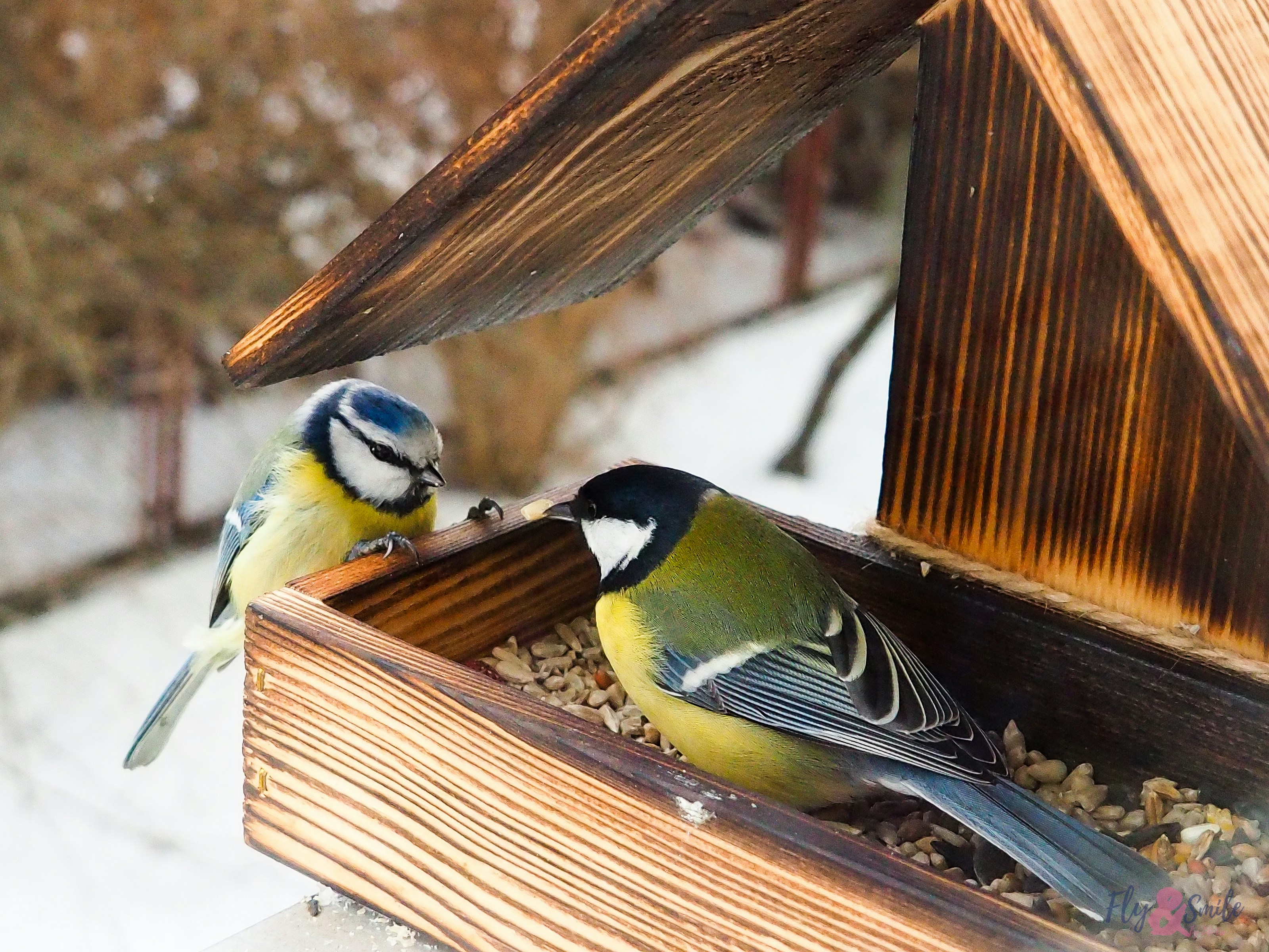 A bird feeding in a garden