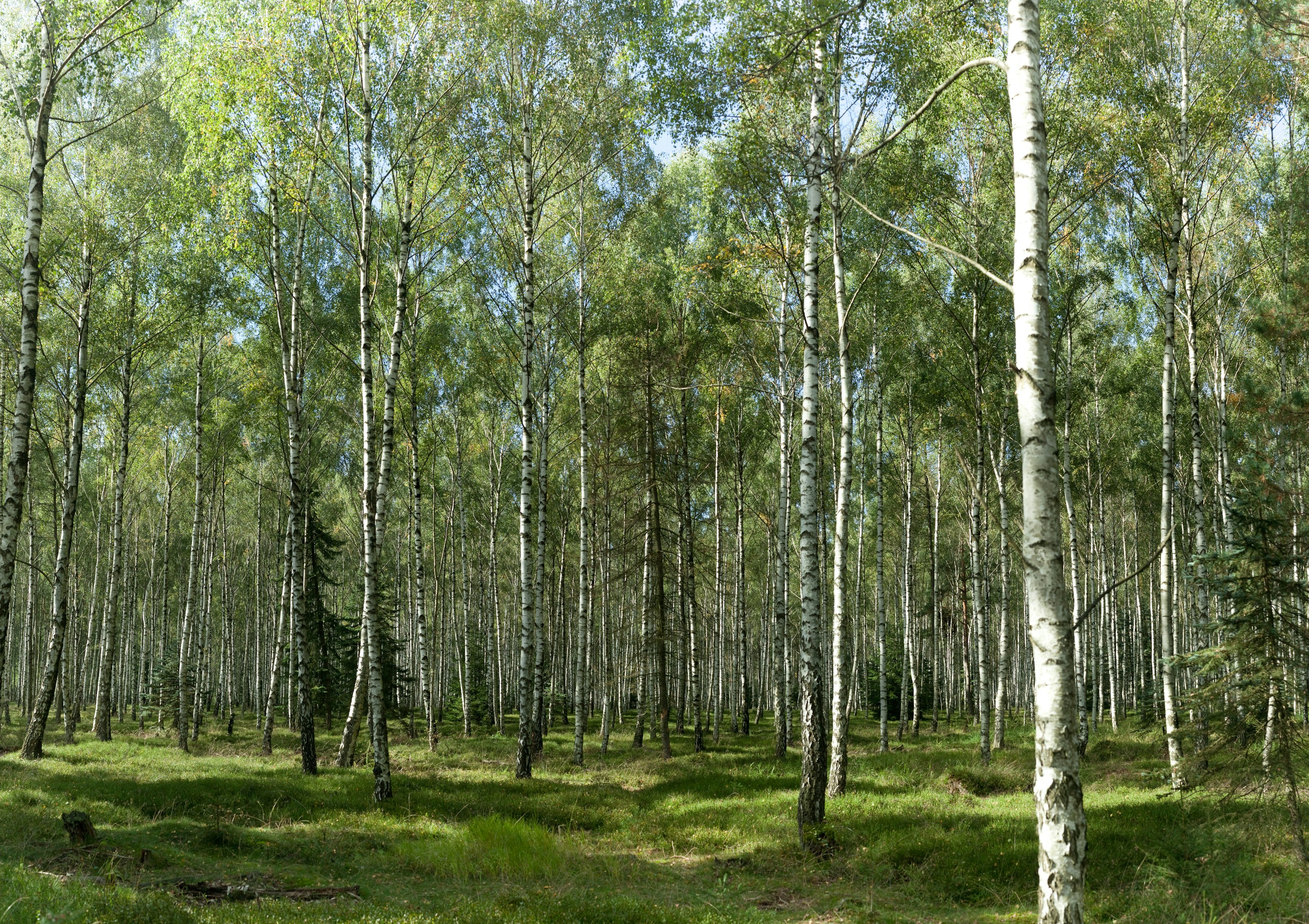 Birch trees in woodland