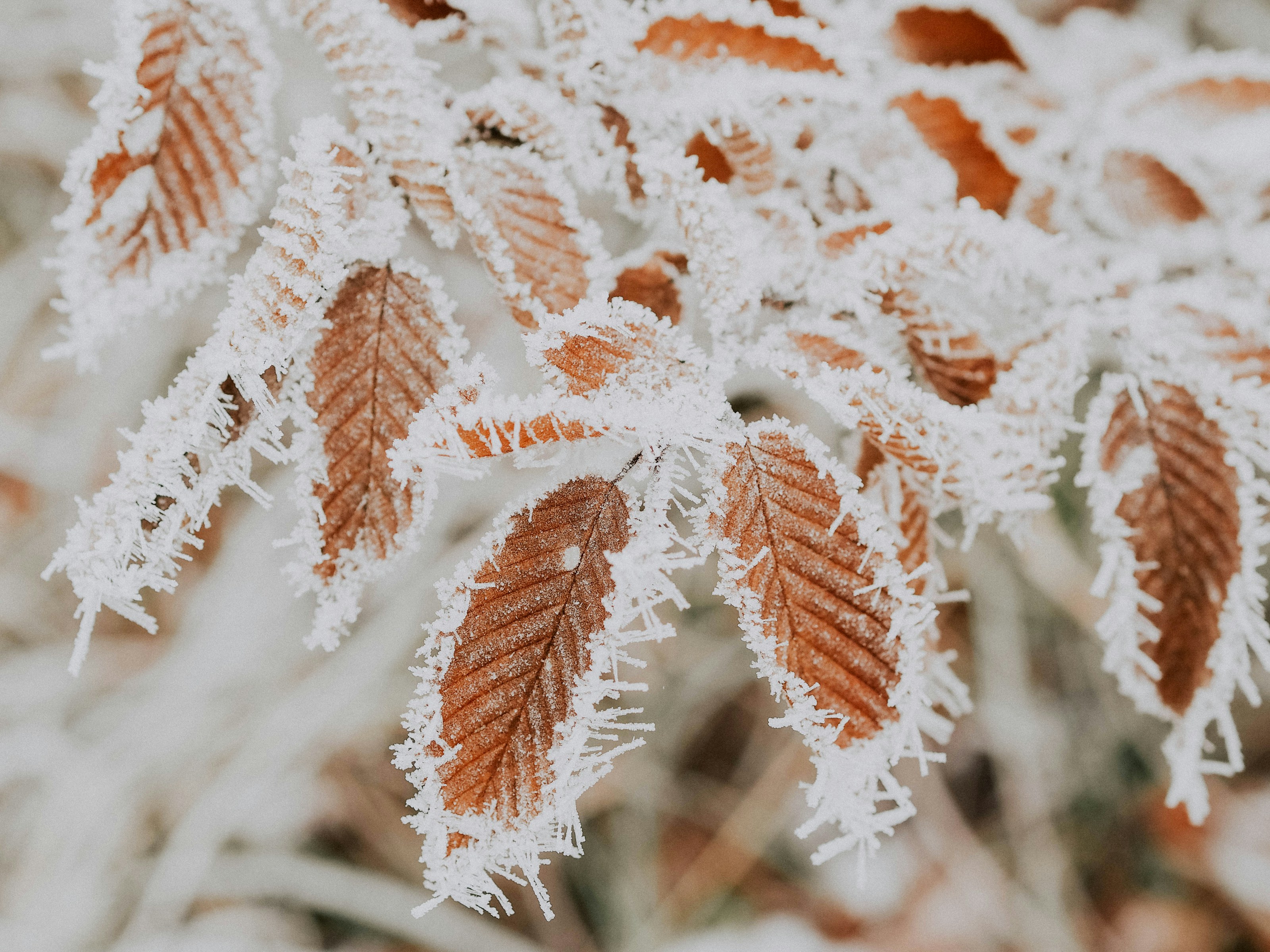 Frost on fallen leaves