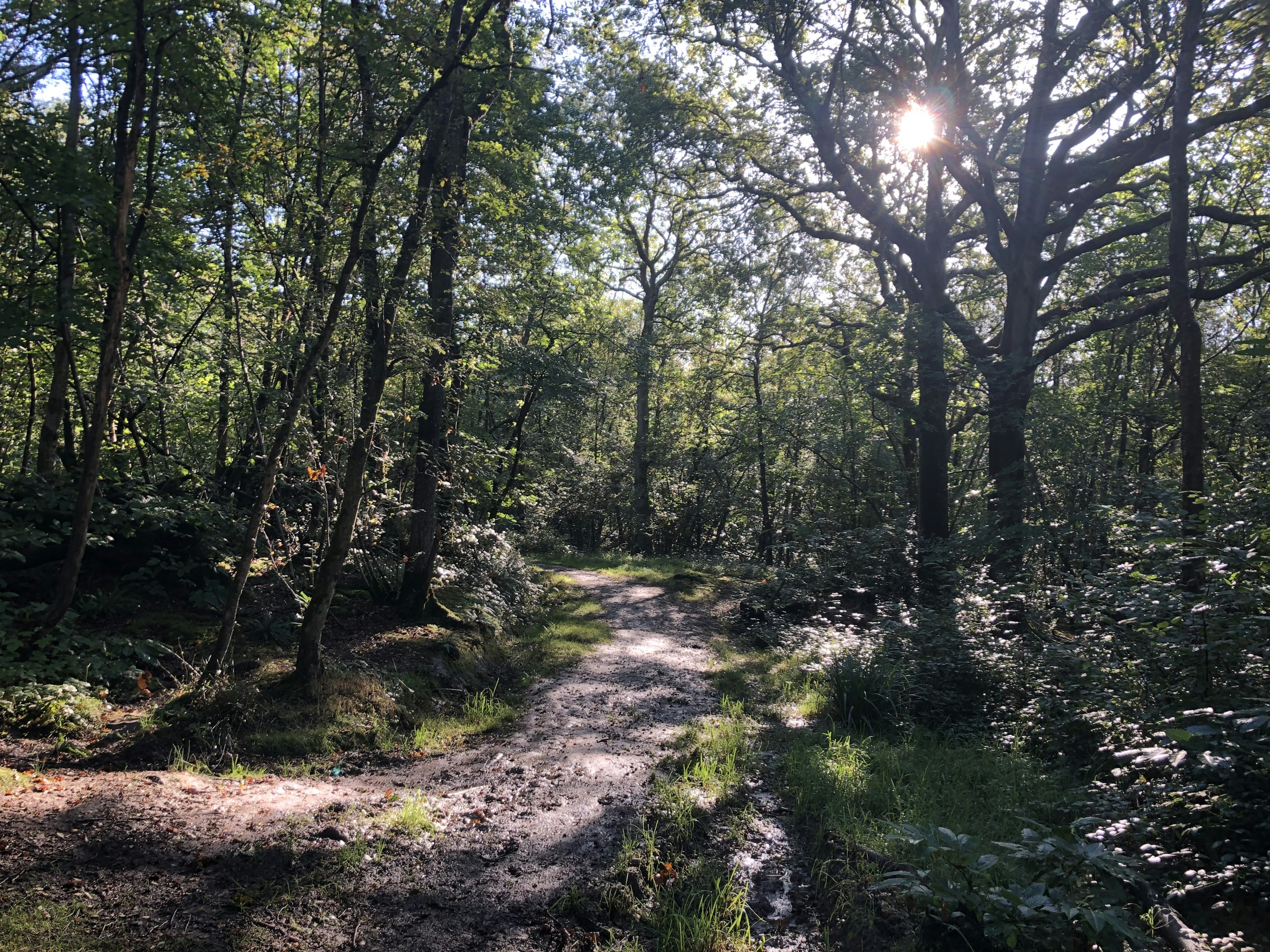 A path through woodland