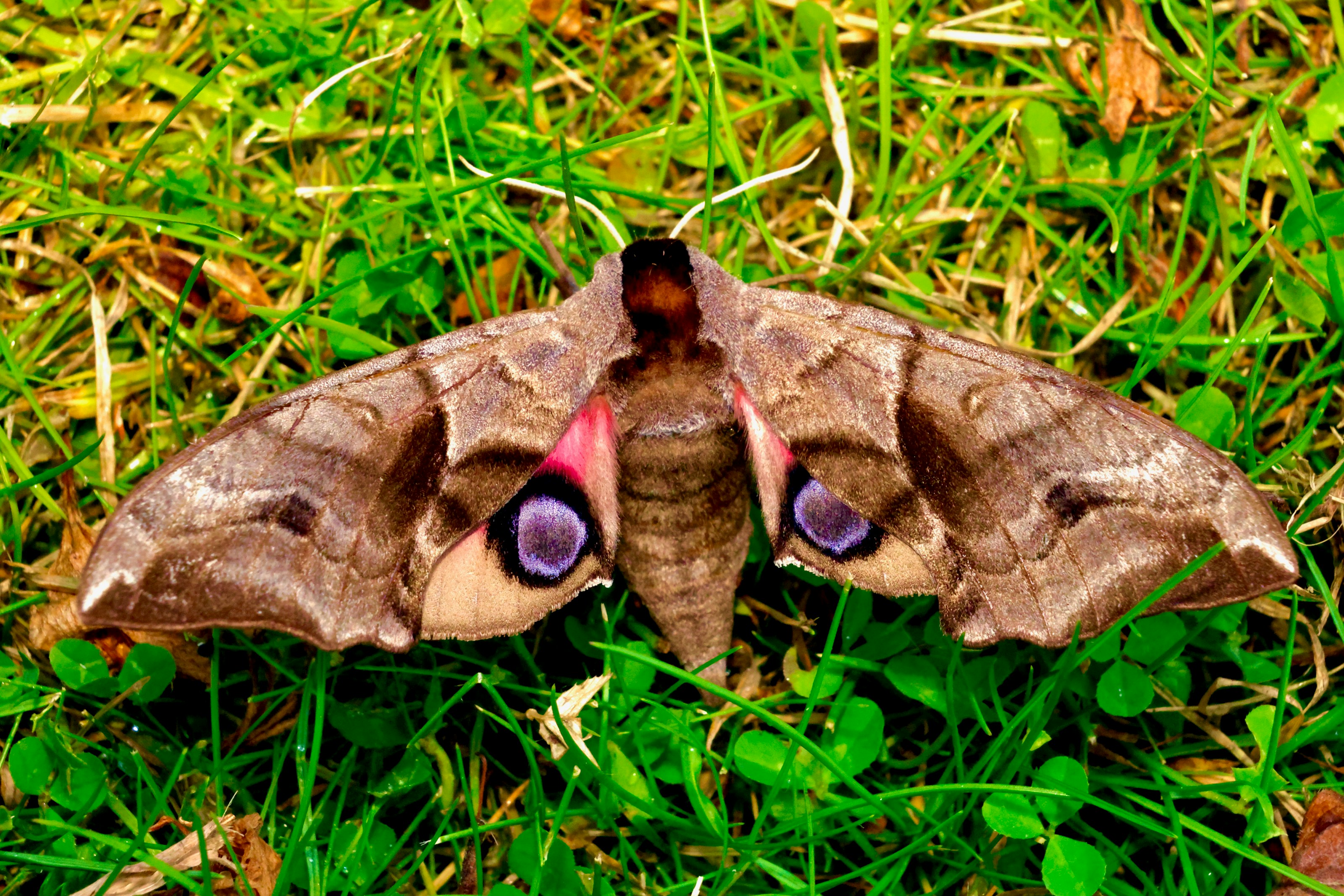 An eyed hawk moth at rest