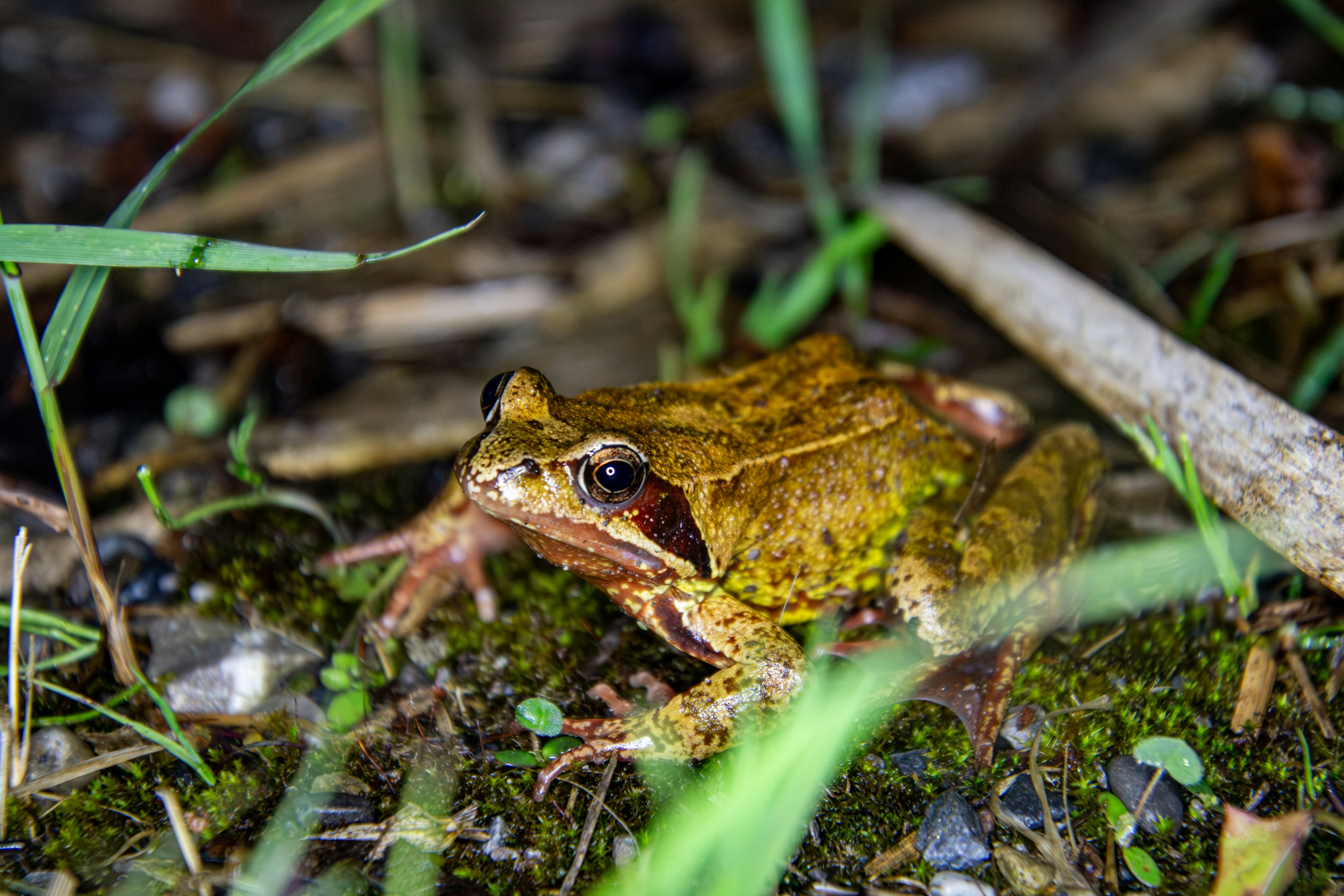 A common frog among woodland vegetation