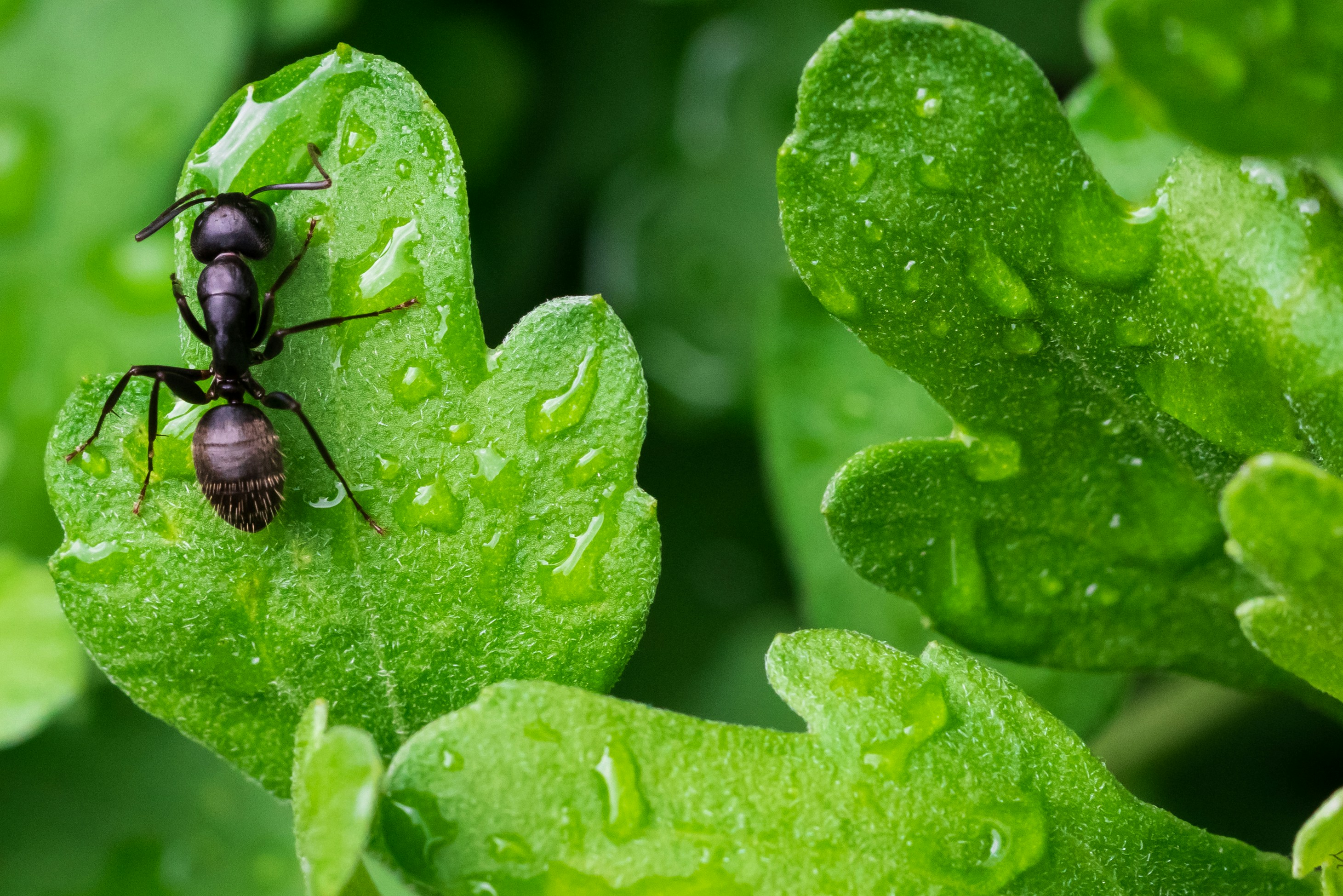 An ant exploring a green leaf