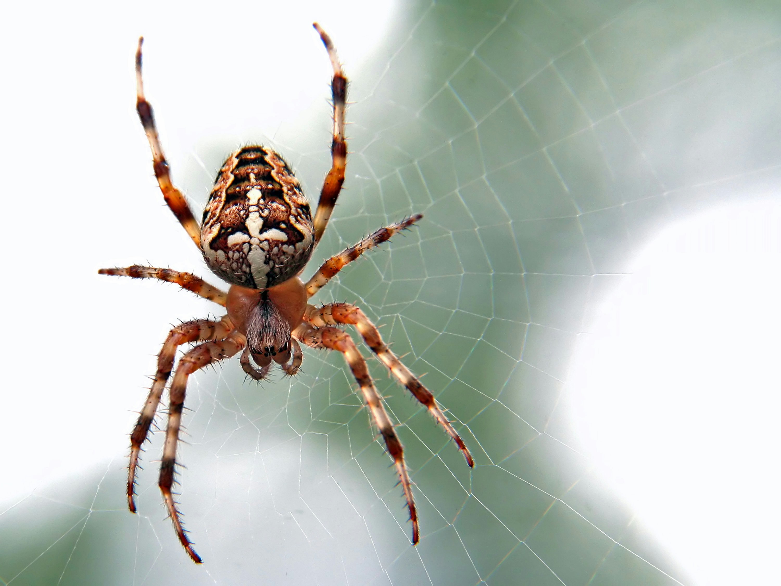 A spider web among vegetation