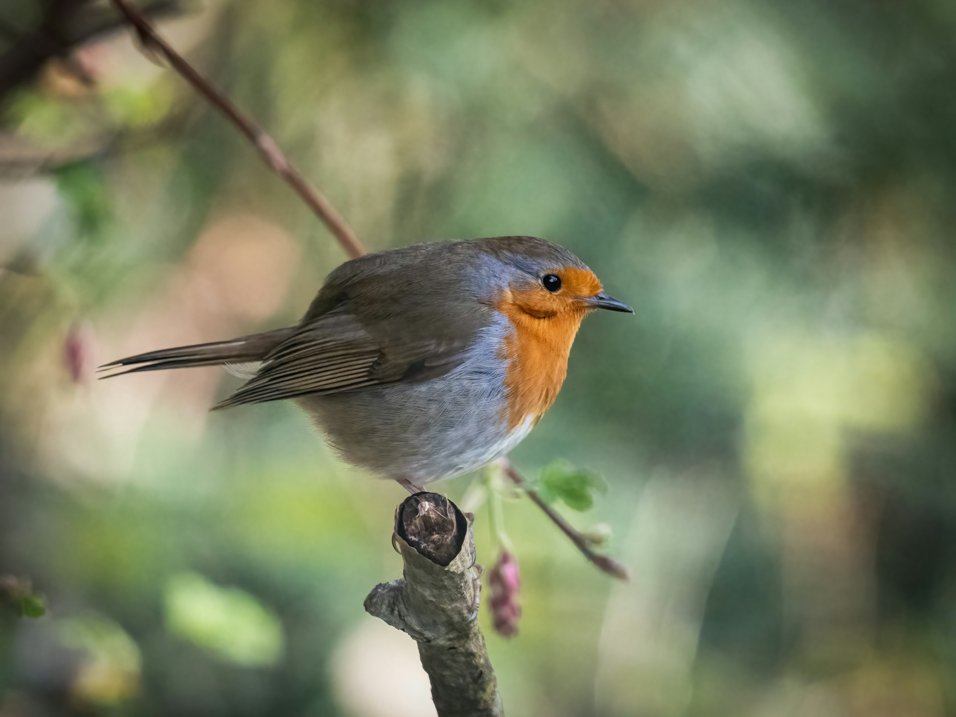 A European robin perched outdoors