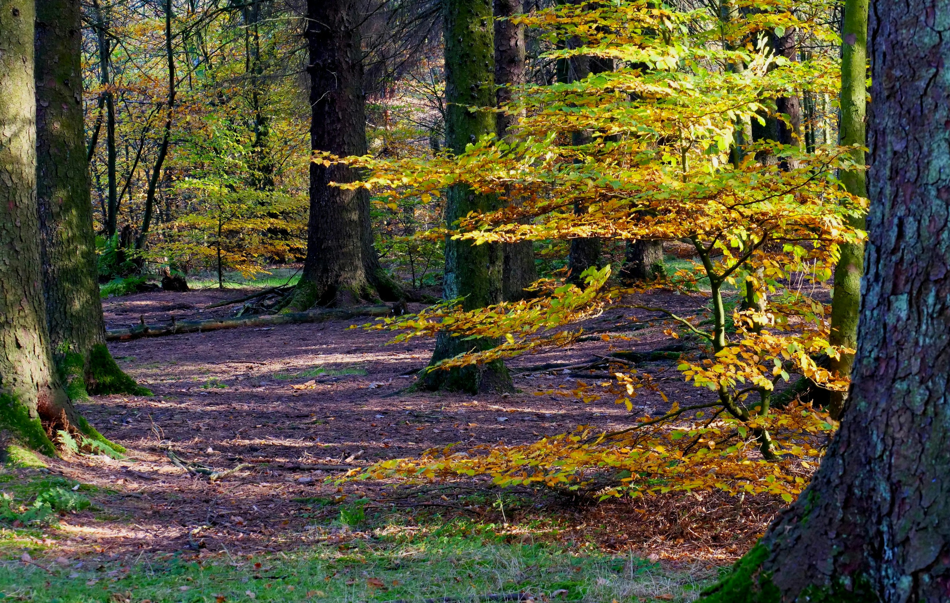 Autumn leaves and trees in woodland