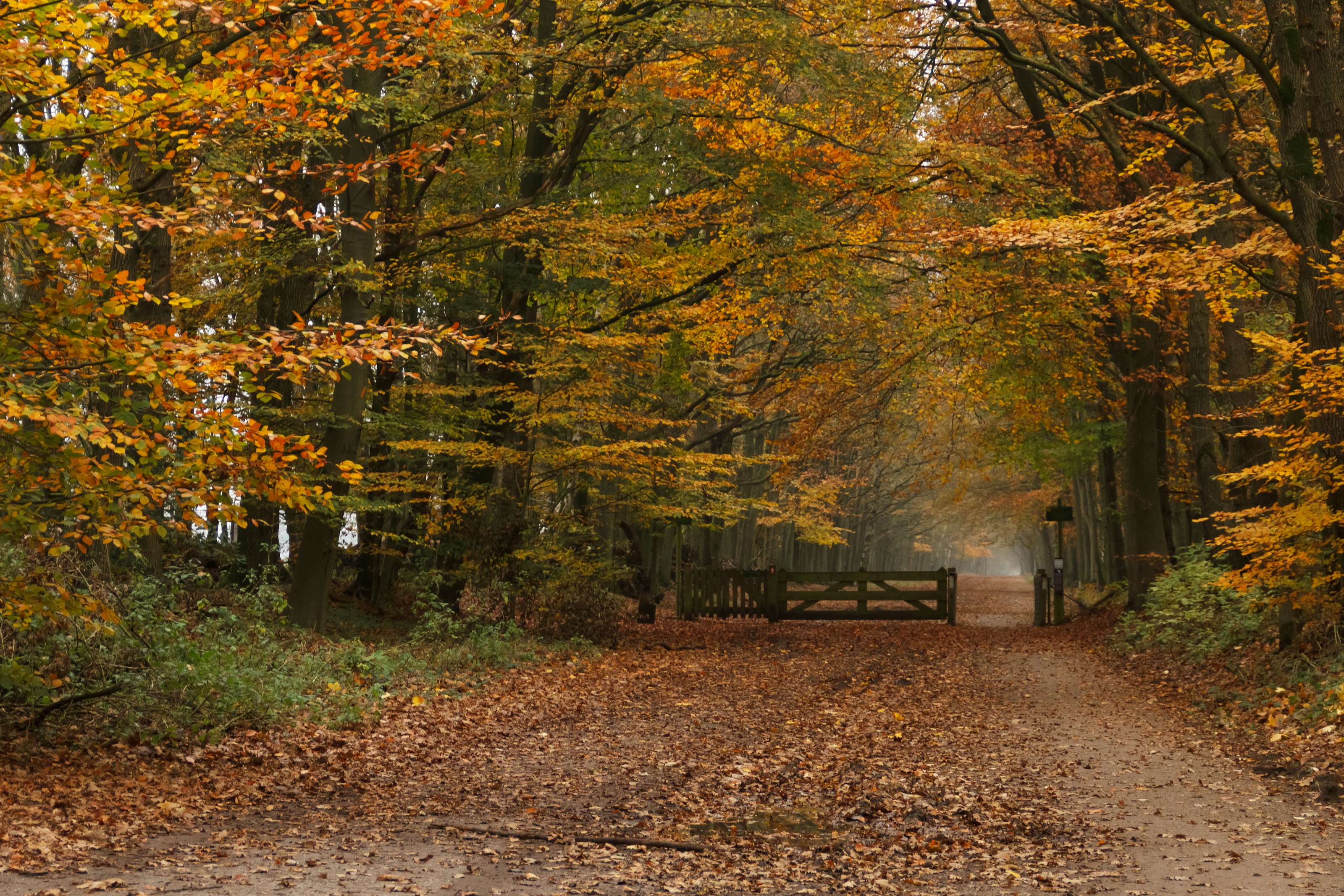 Autumn leaves and trees in woodland