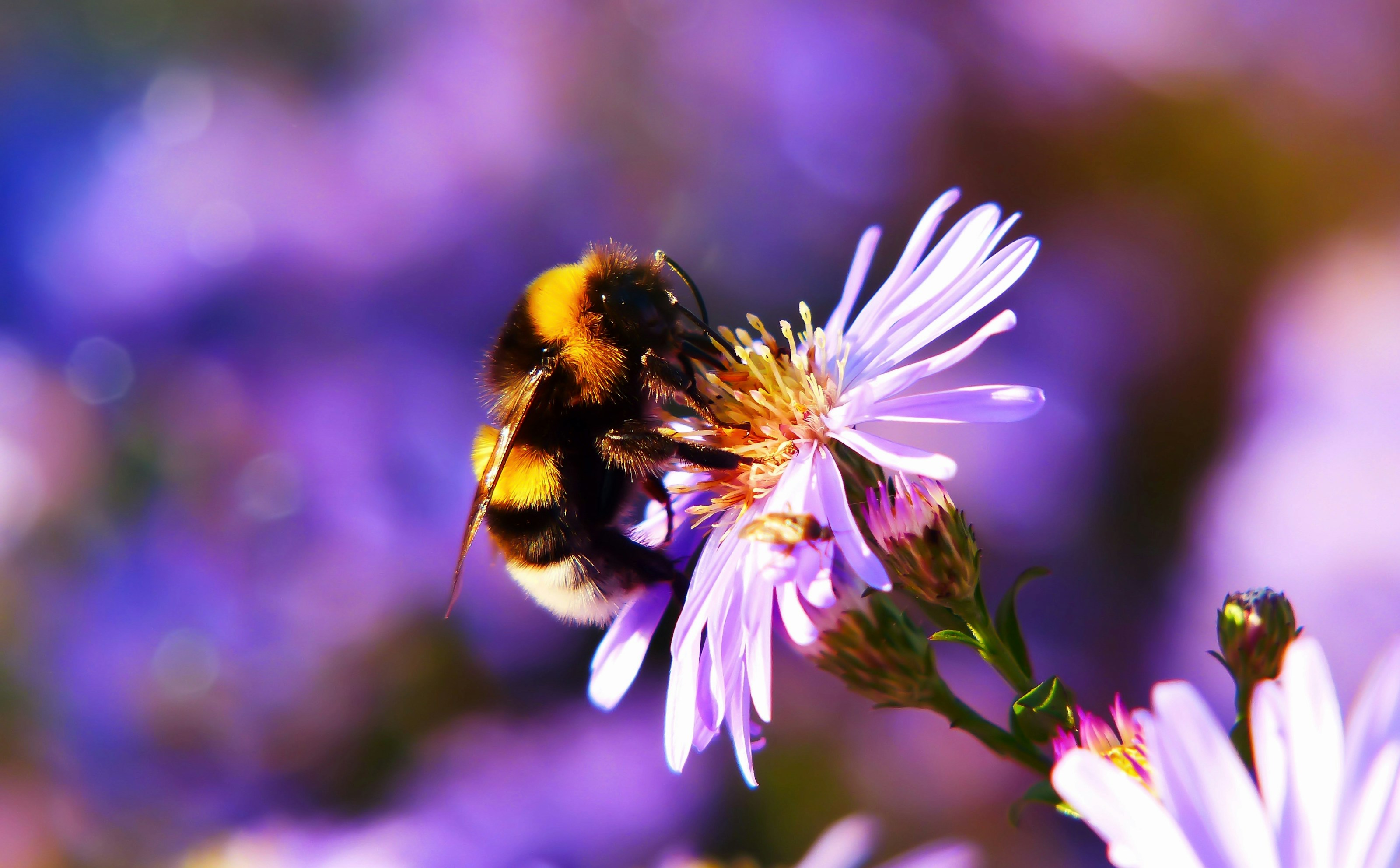 A bee visiting a flower