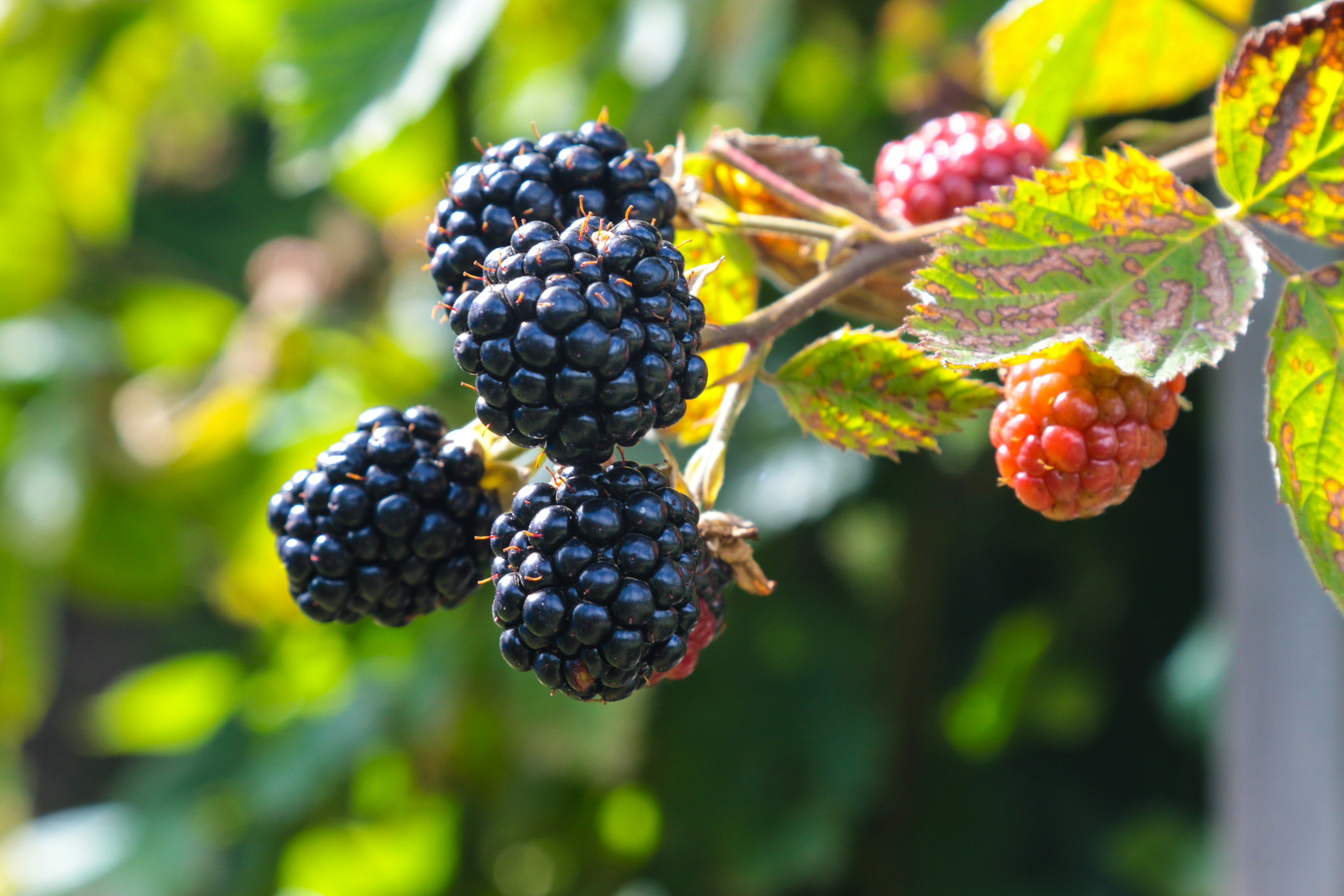 Ripe blackberries on a bramble