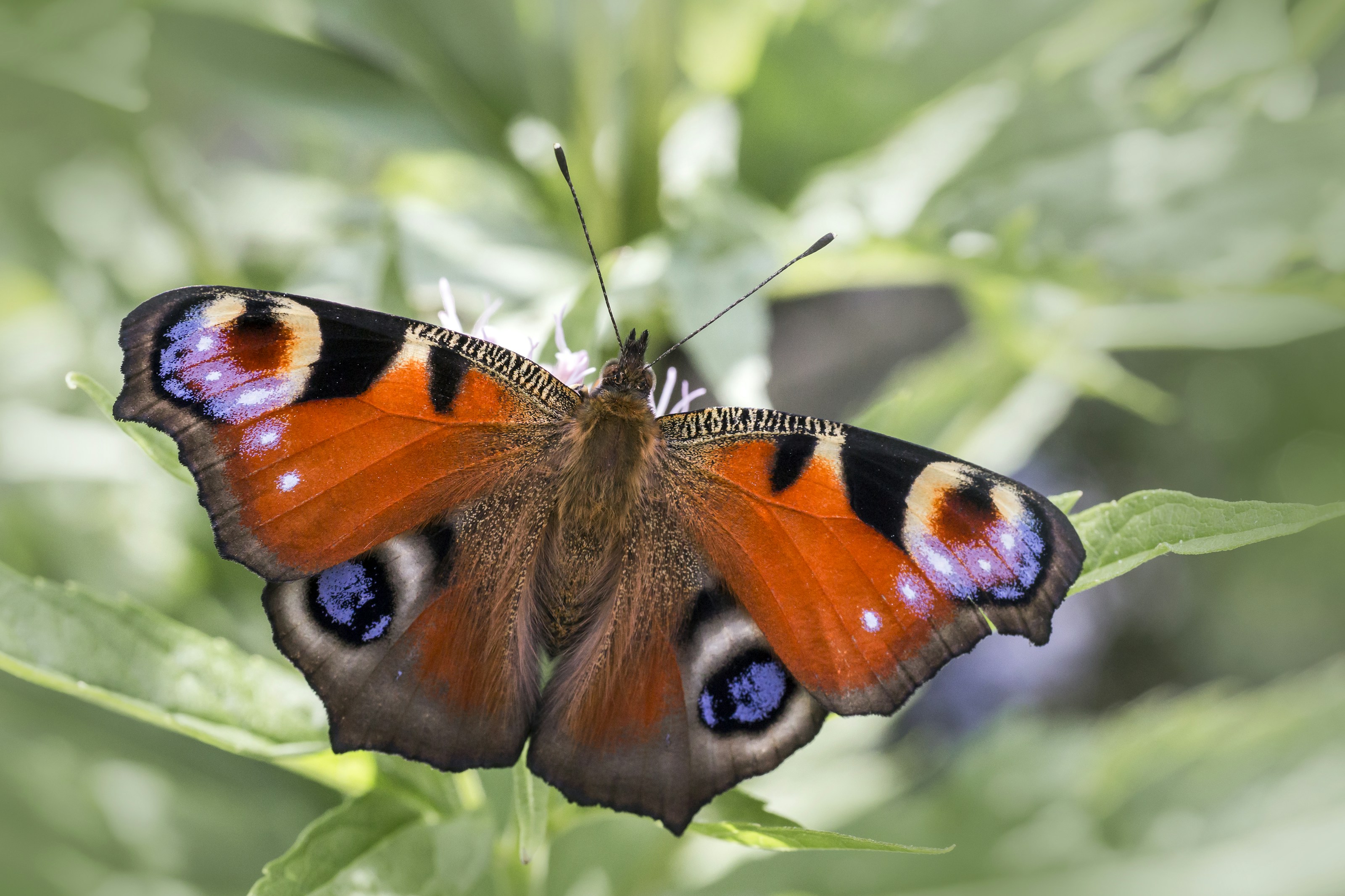 A peacock butterfly with patterned wings