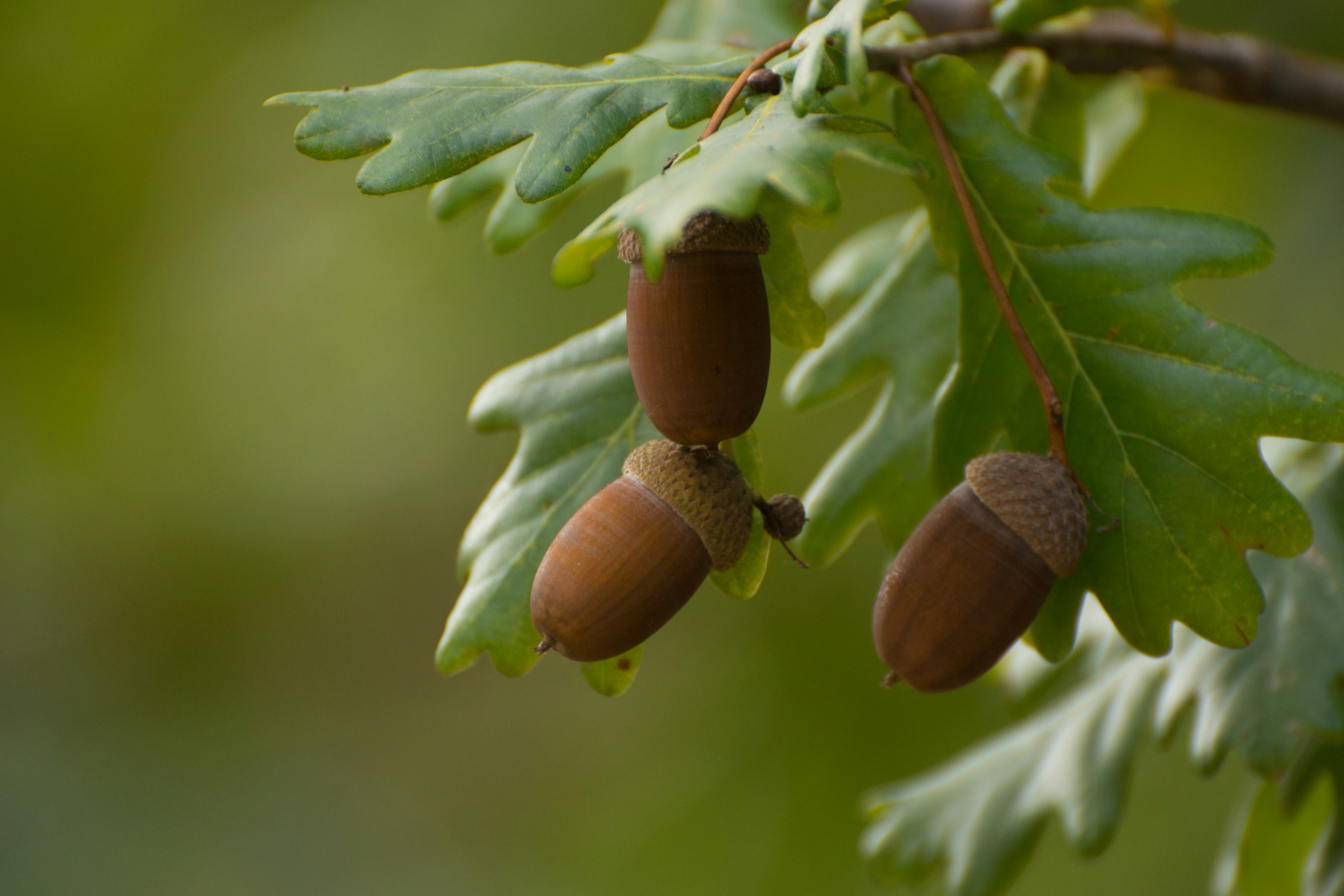 Acorns hanging from an oak branch