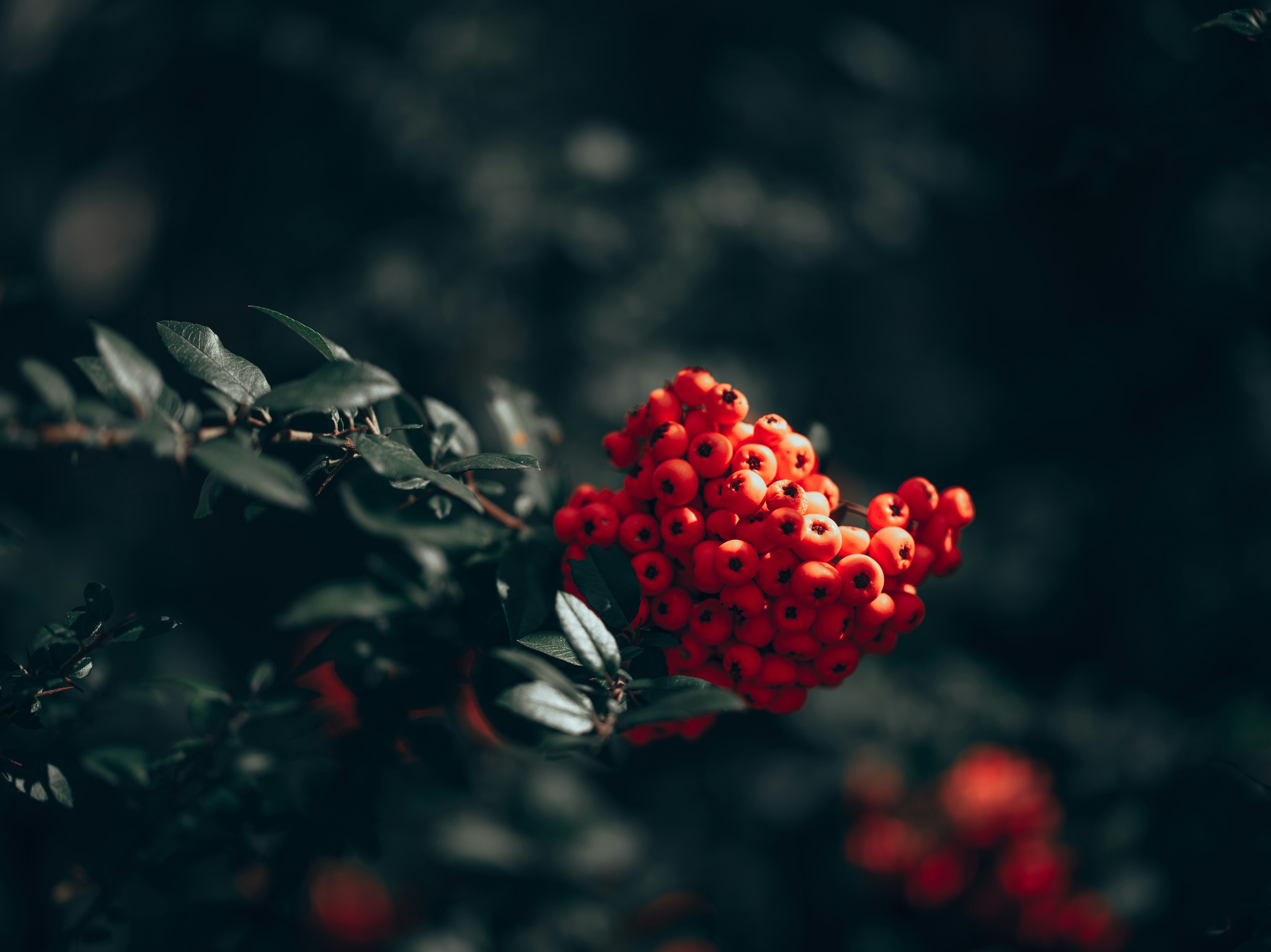 Red rowan berries on a branch