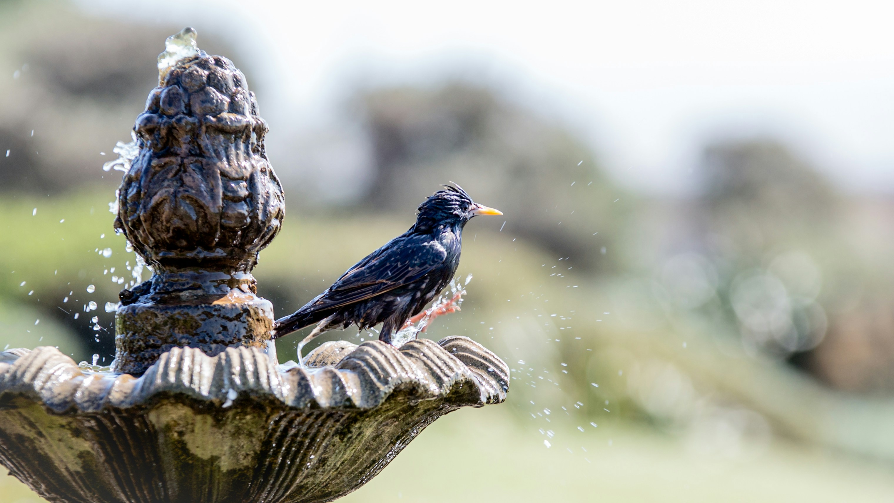 A bird bathing in a garden