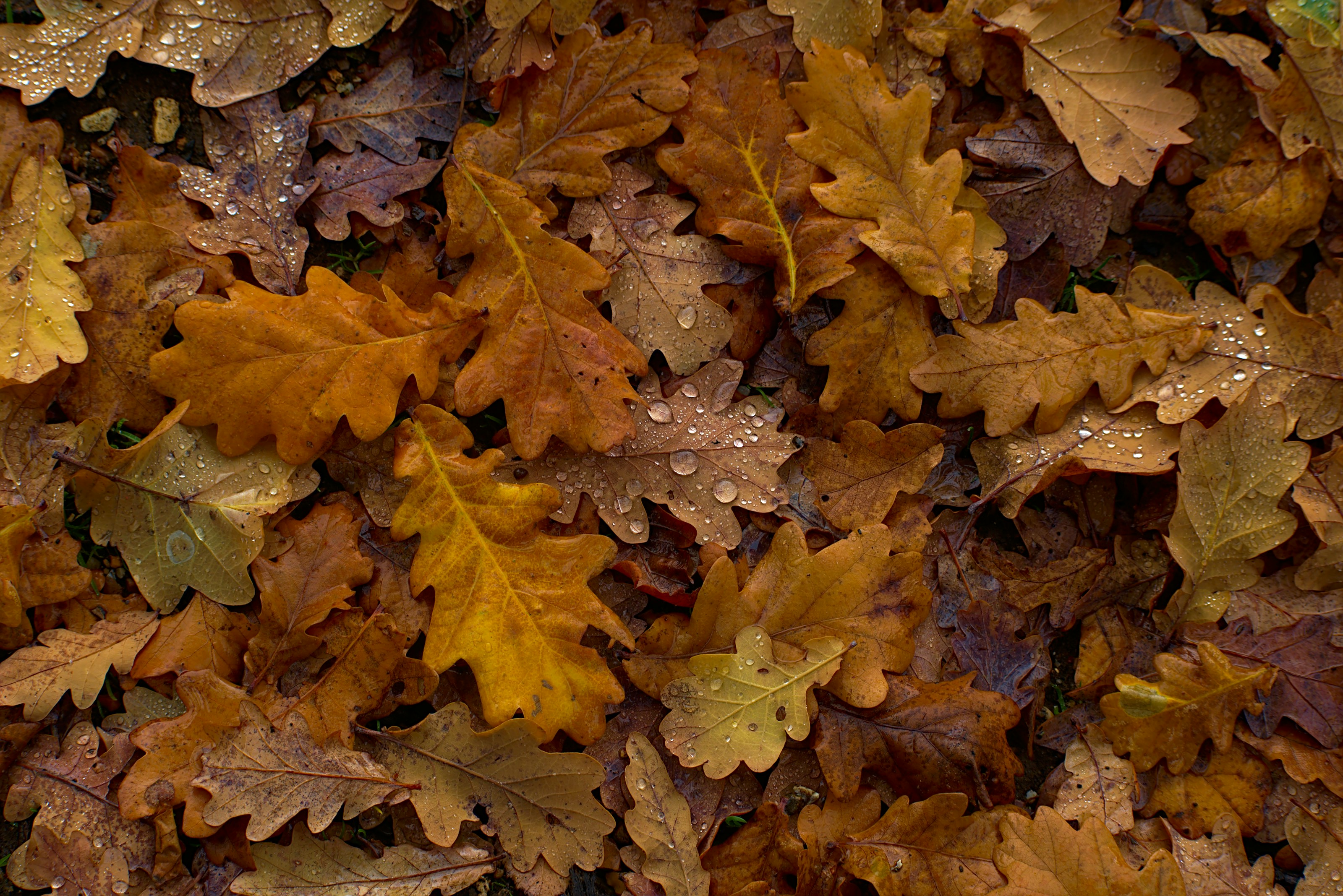 Oak leaves in woodland