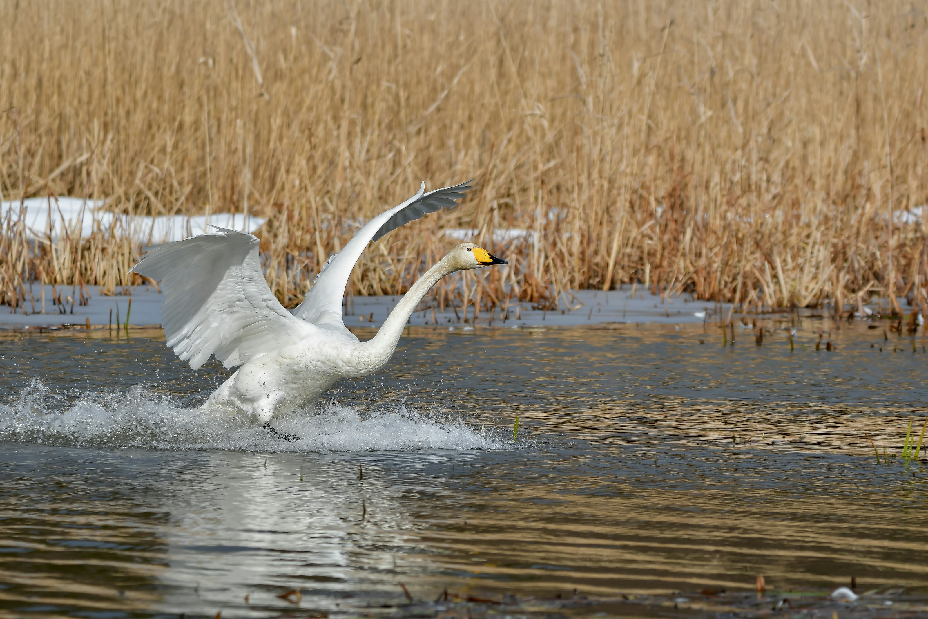 Whooper swans landing on water