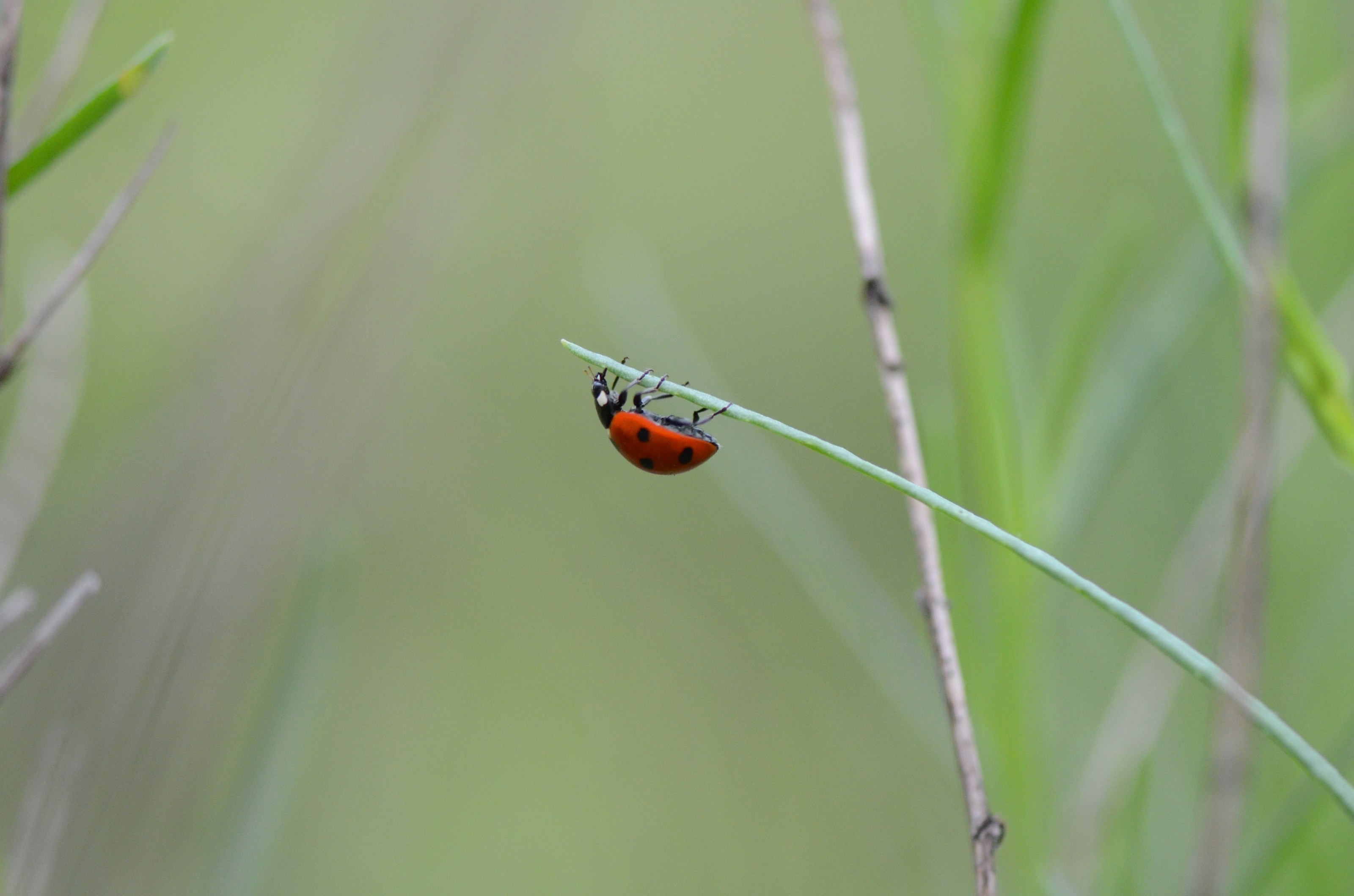 A ladybird on green foliage