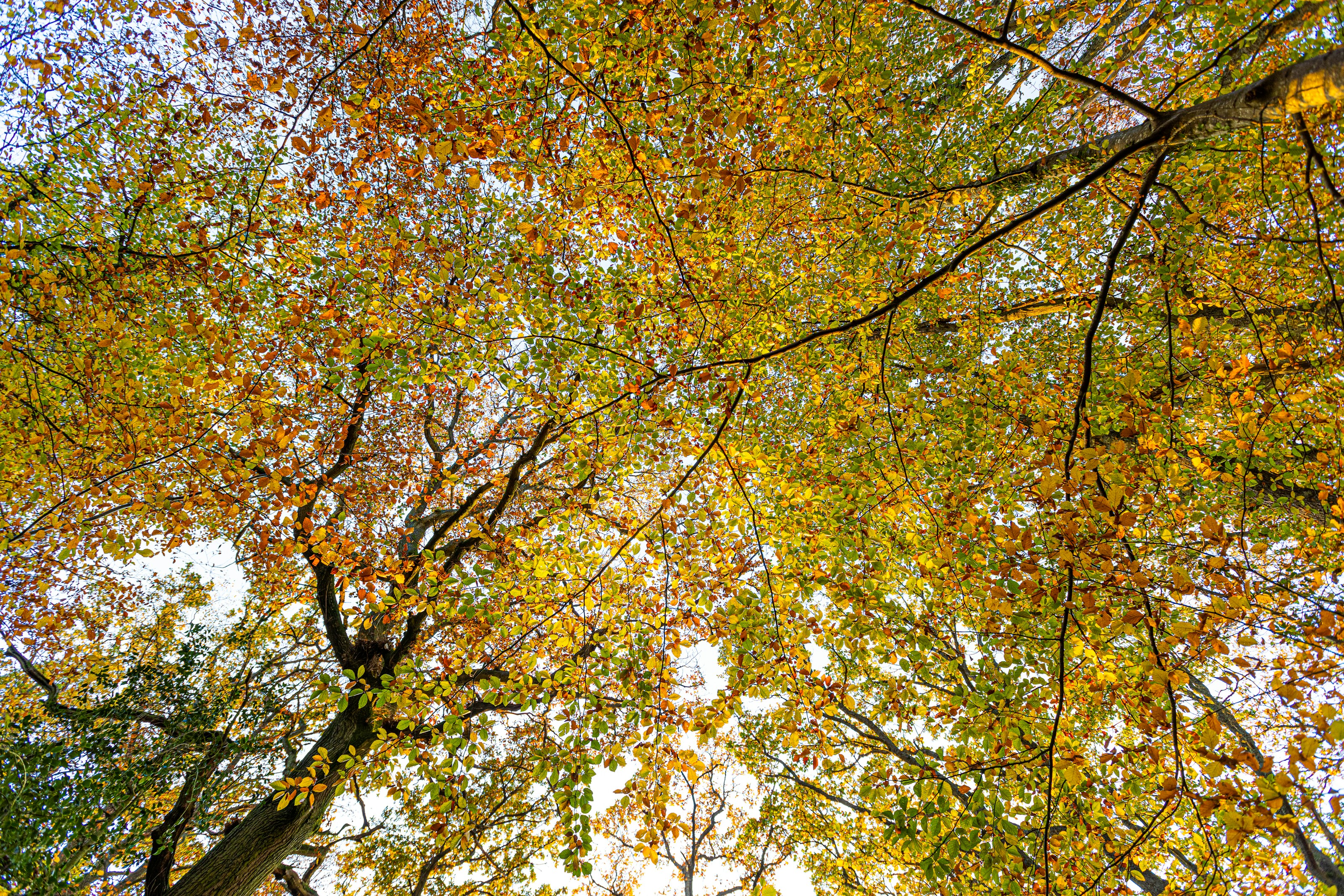 Autumn leaves and trees in woodland