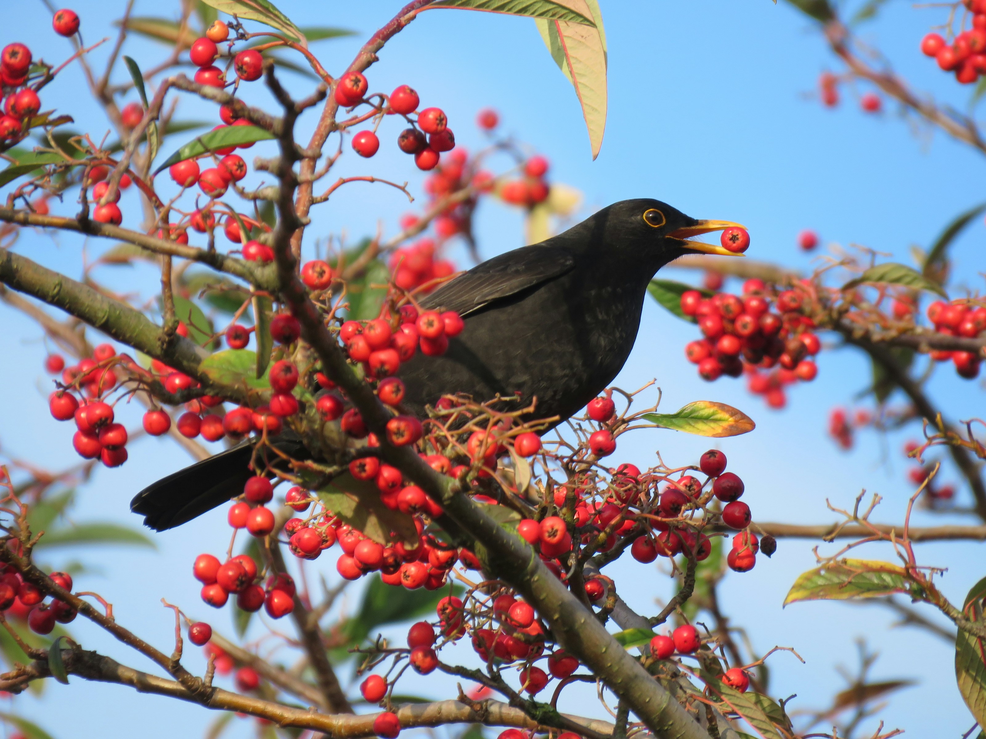 A common blackbird perched outdoors