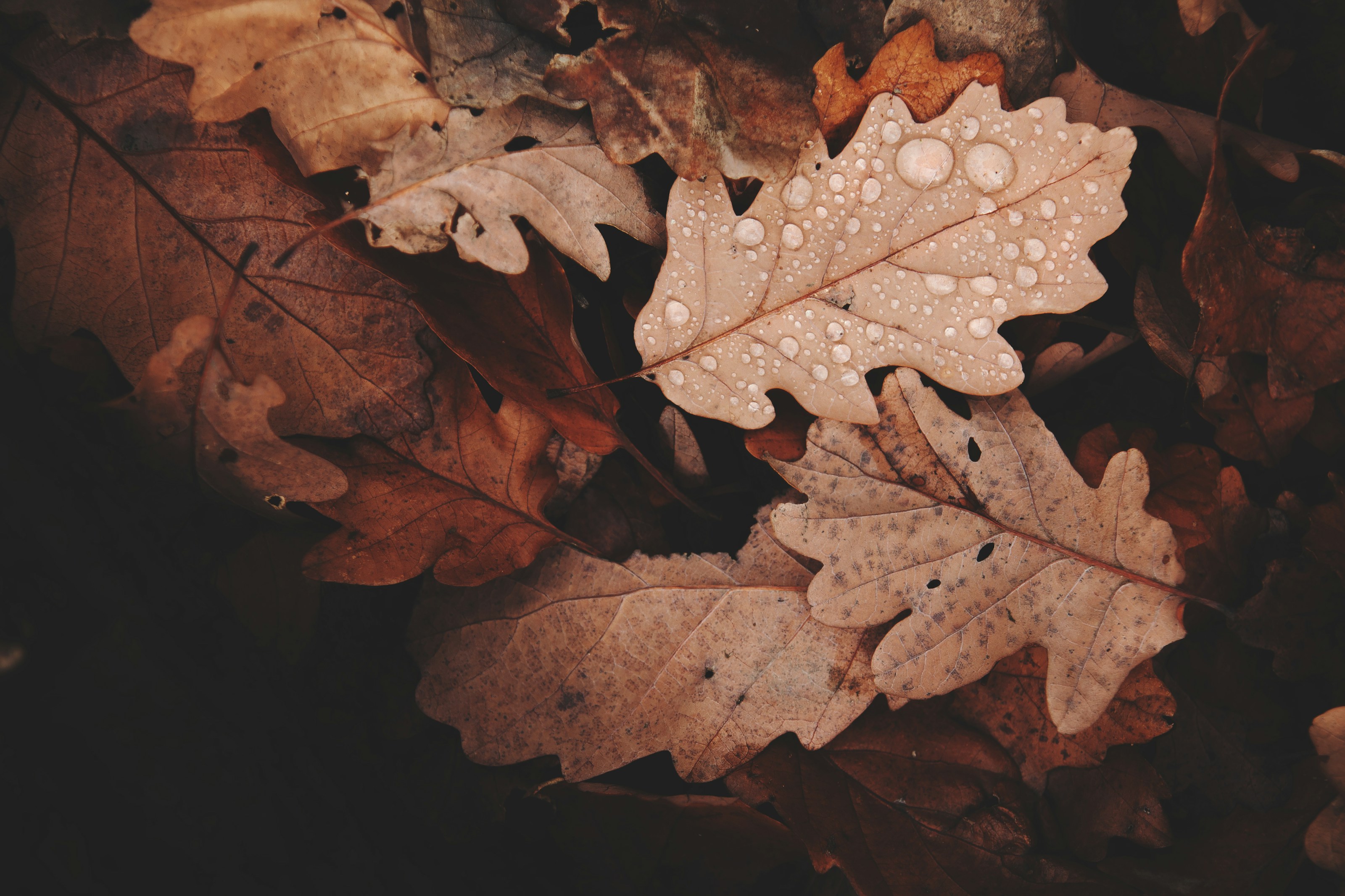 Oak leaves in woodland