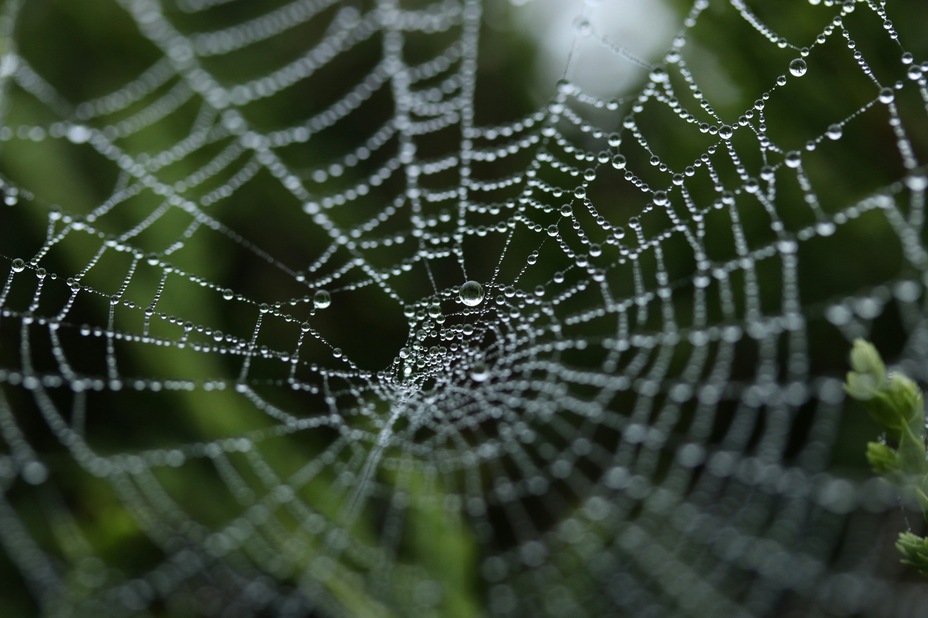 A spider web among vegetation