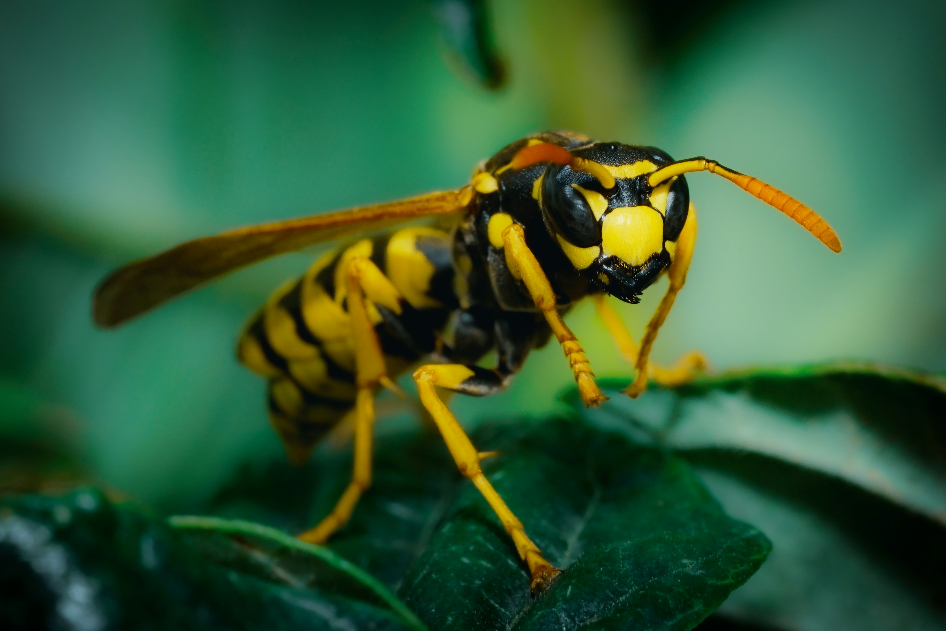 A wasp on a plant
