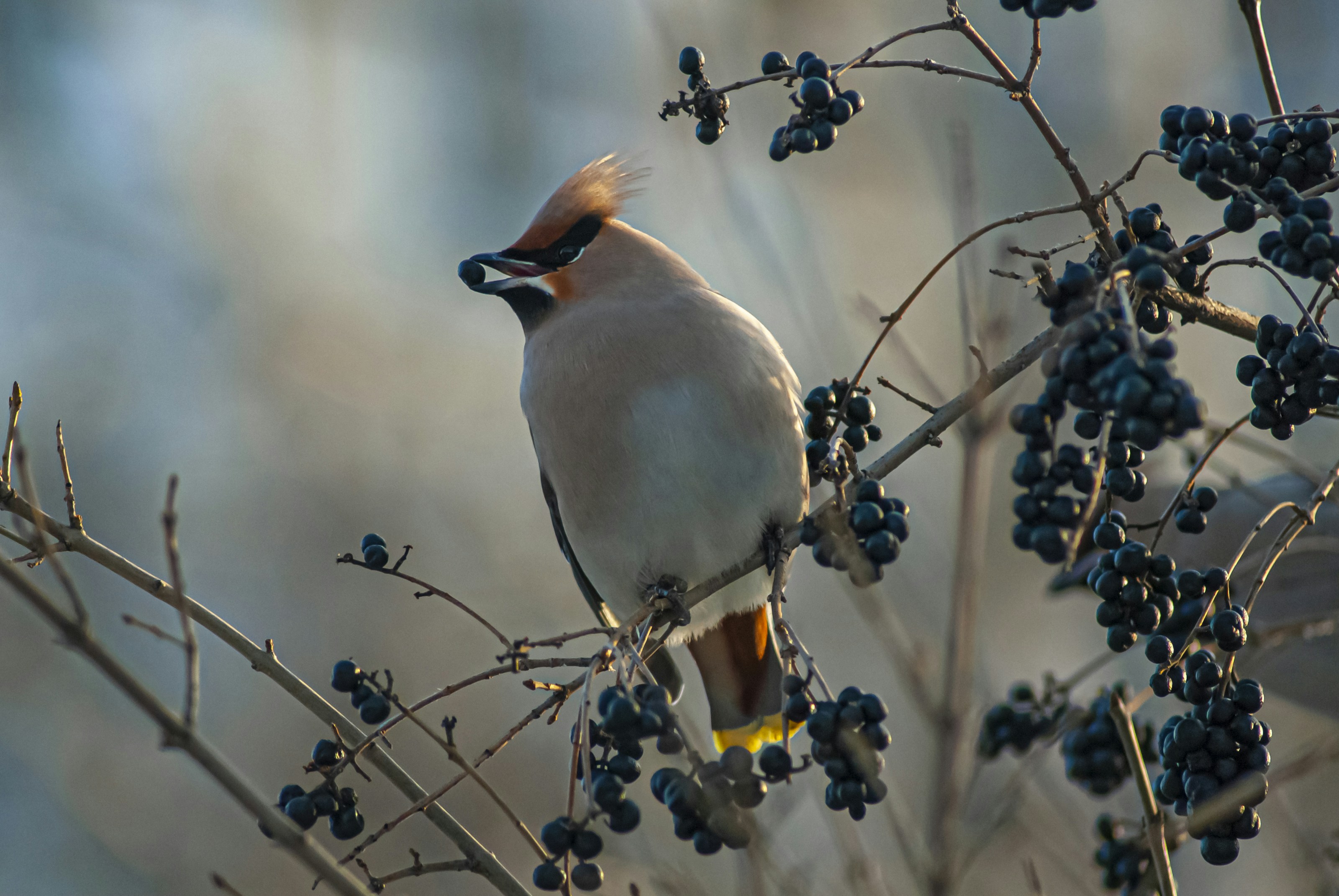 A waxwing with a berry