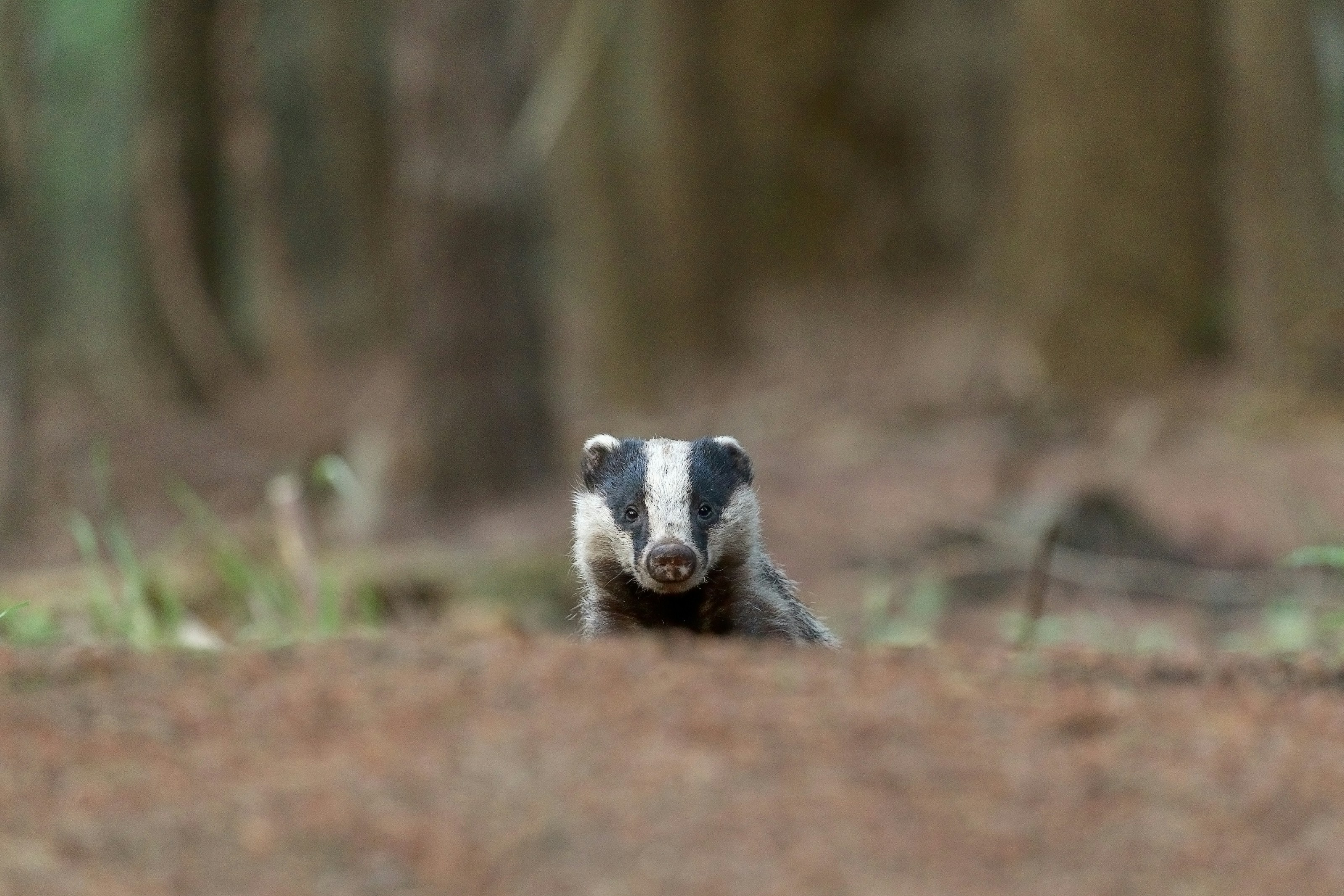 A European badger outdoors
