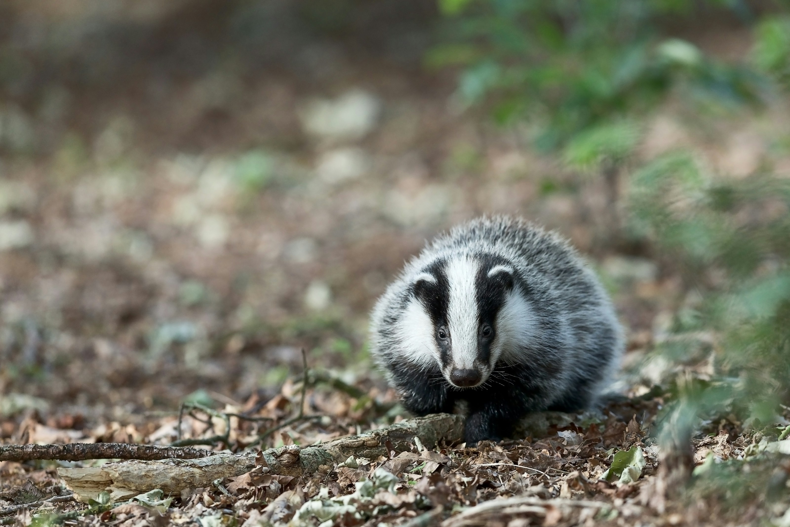 A European badger outdoors