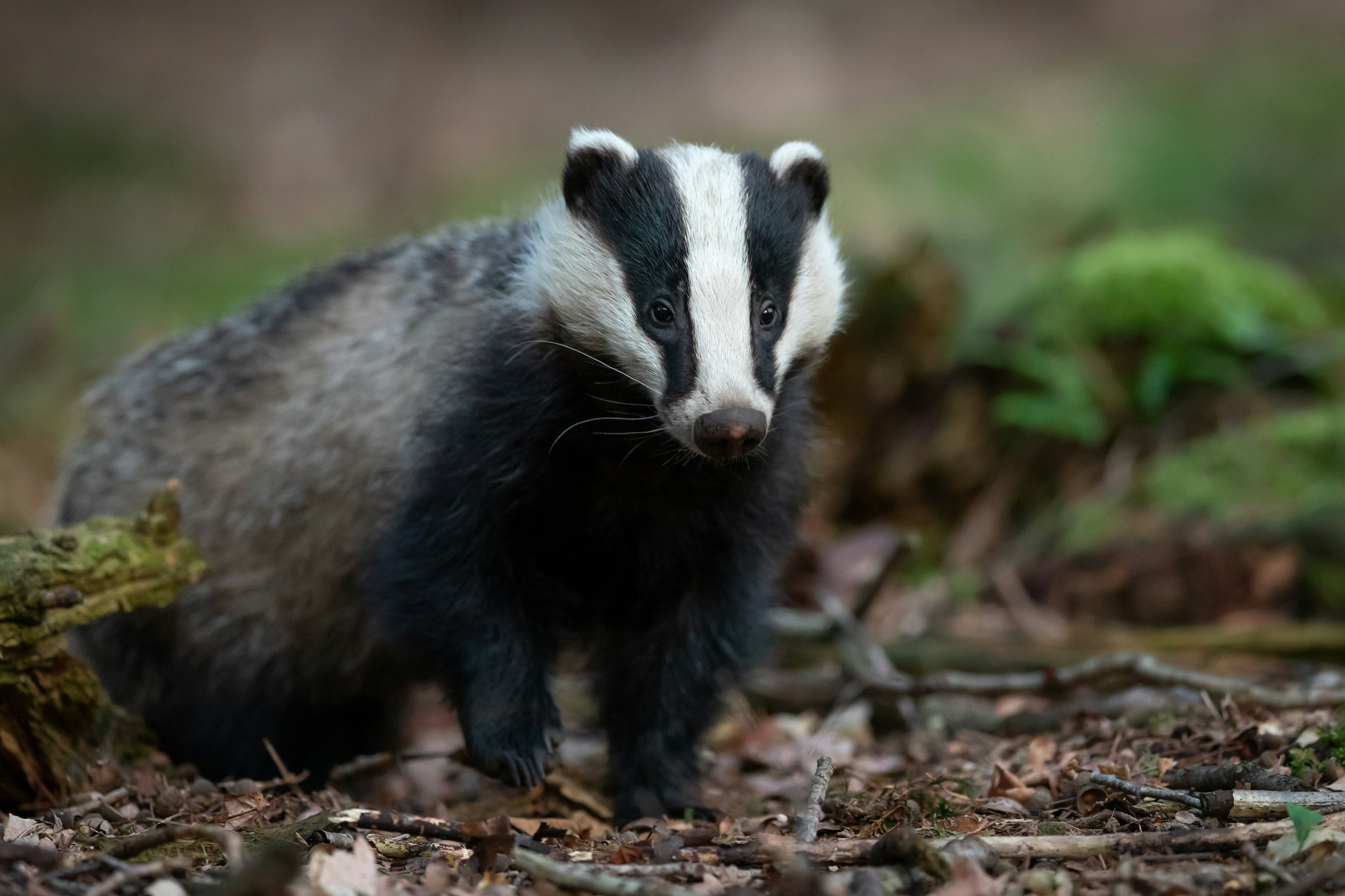 A European badger outdoors