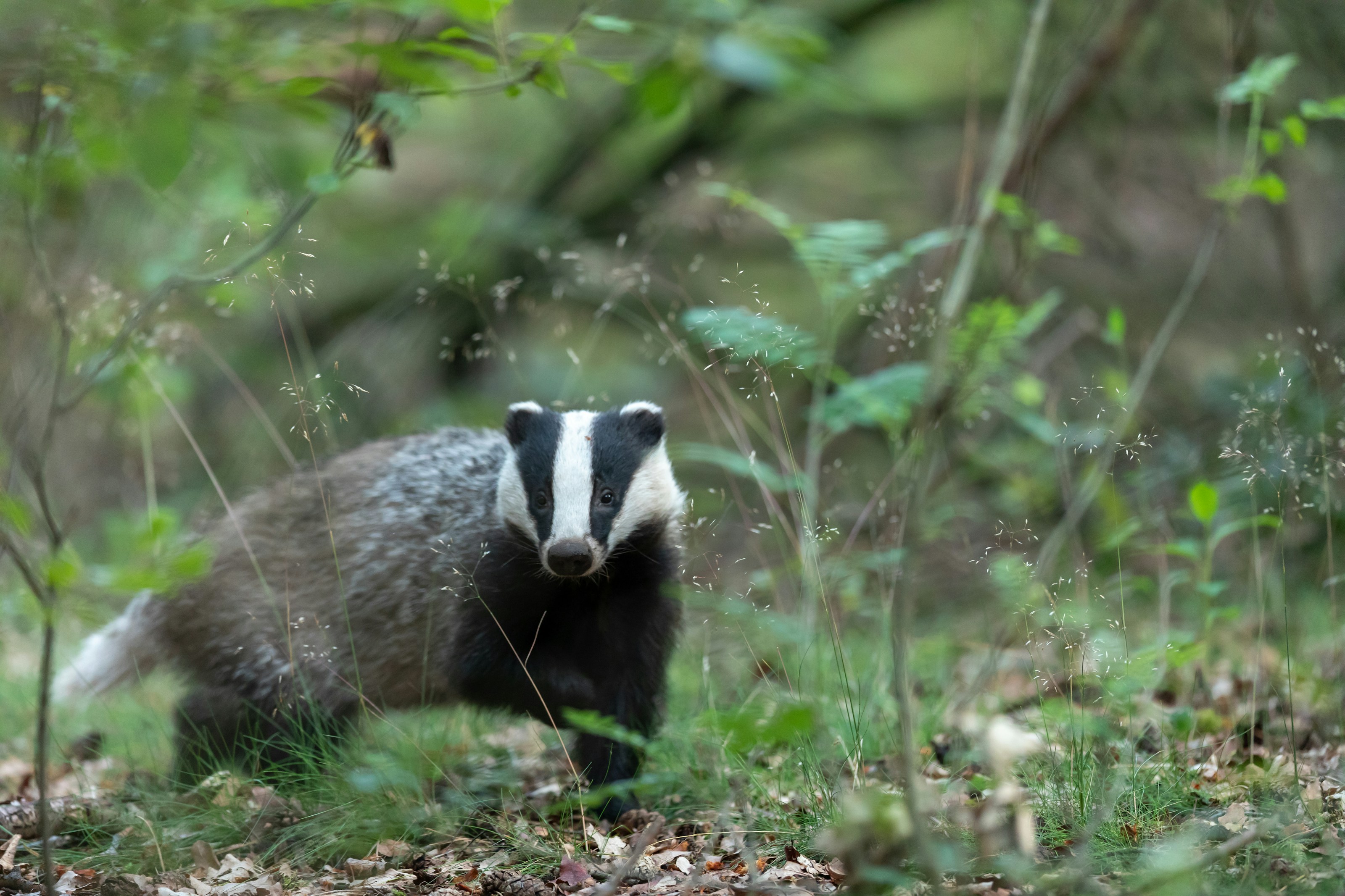 A European badger outdoors