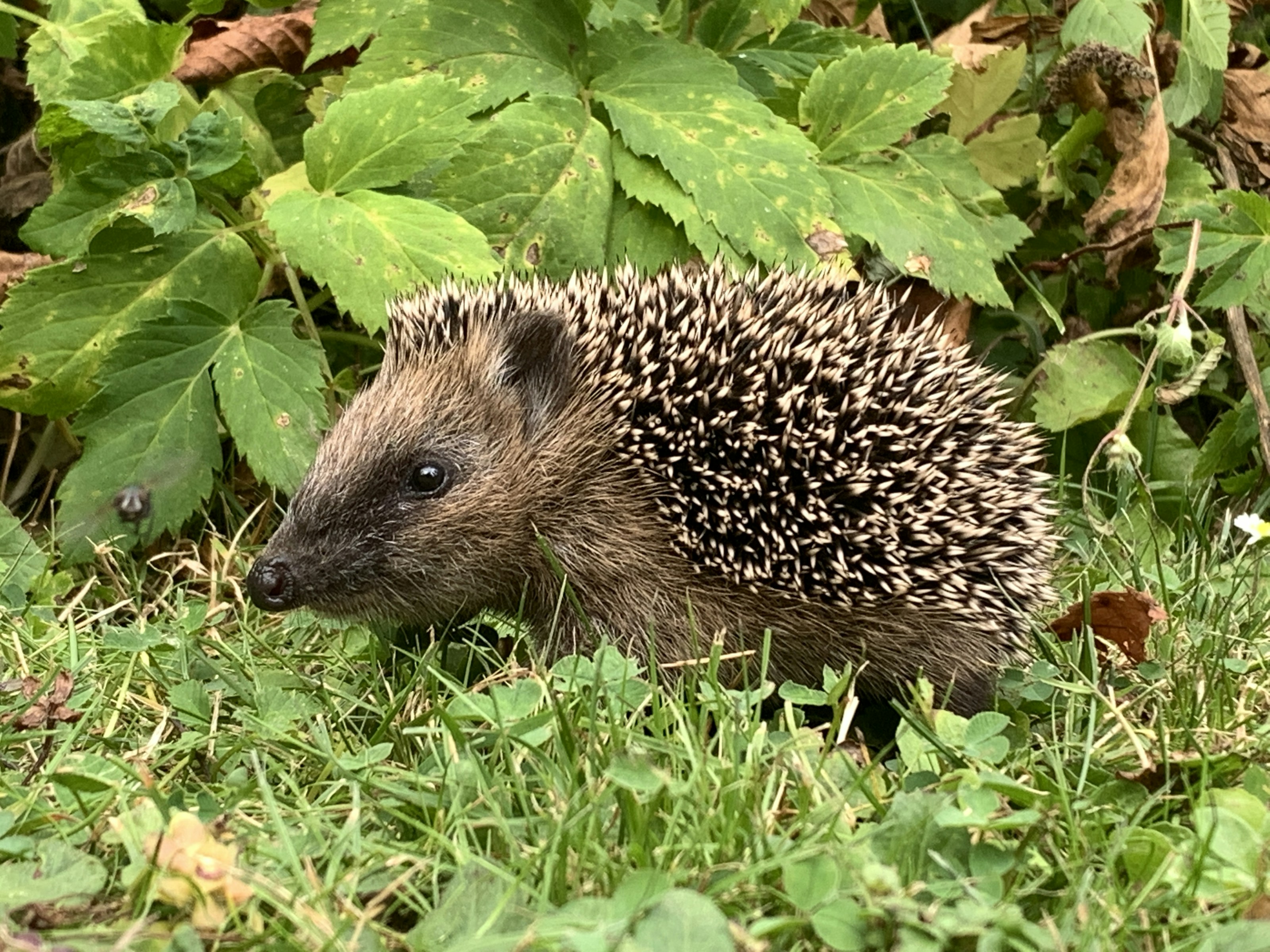 A hedgehog among leaves