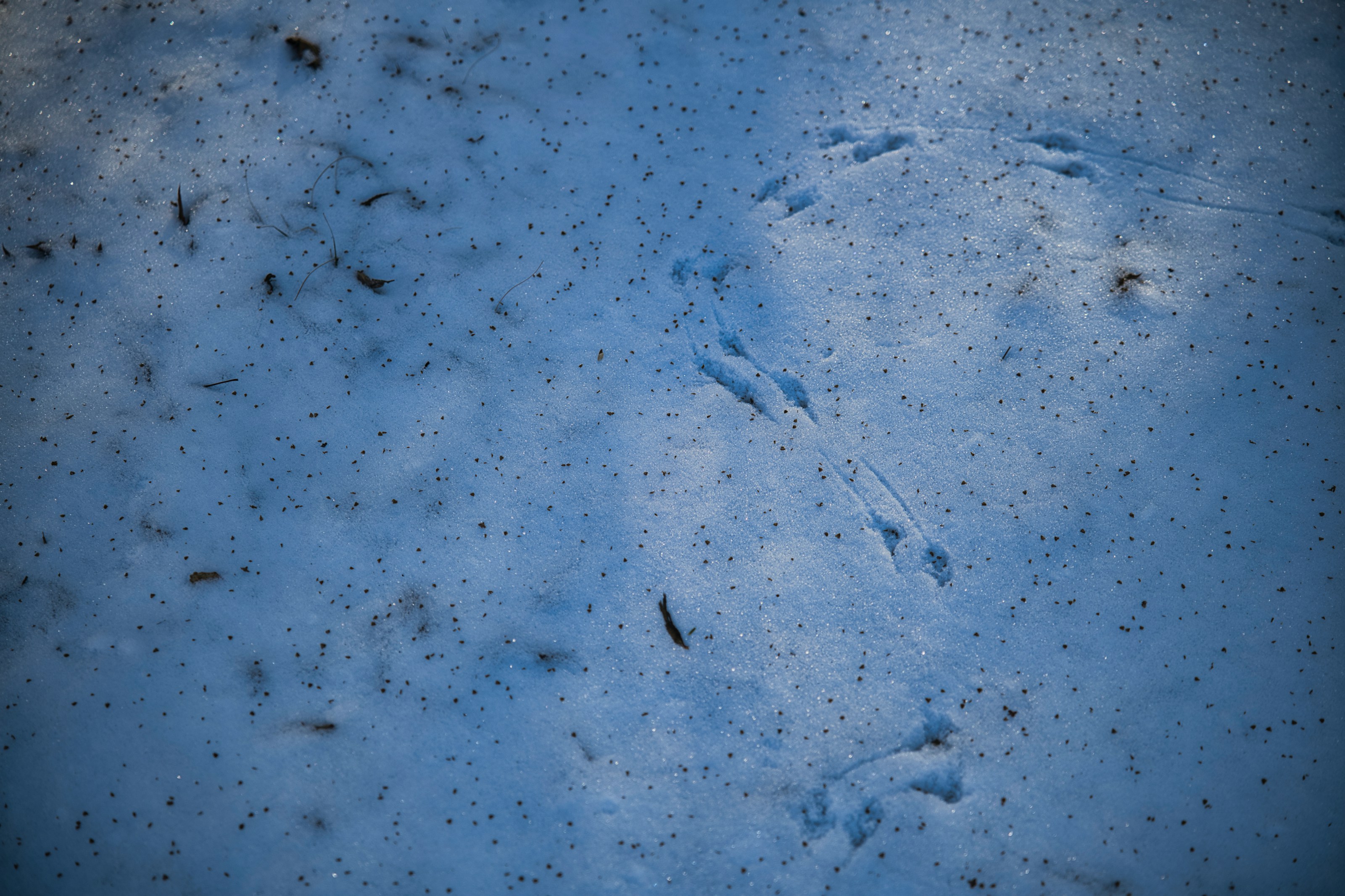 Small bird tracks in snow