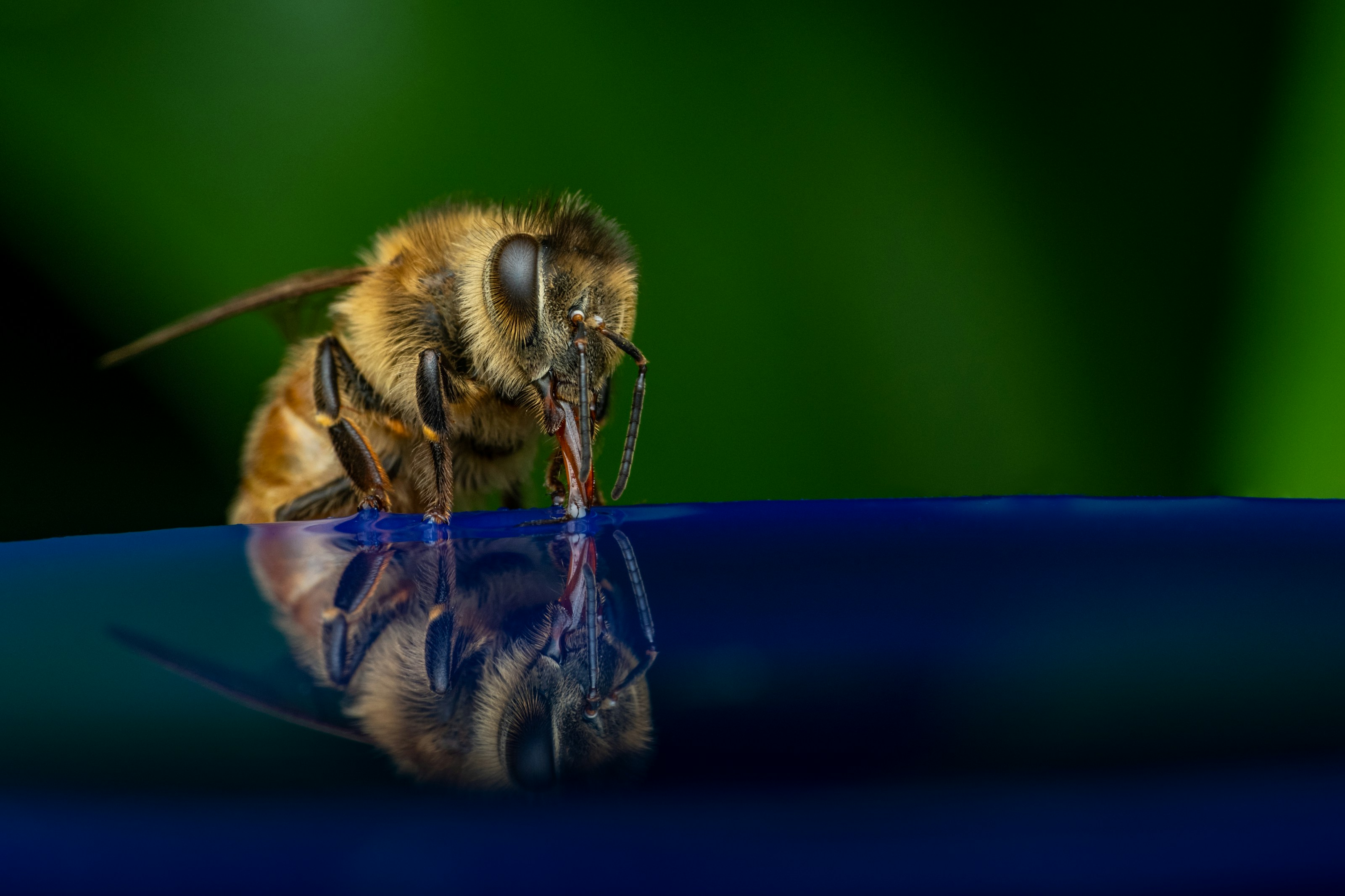 A honeybee drinking water