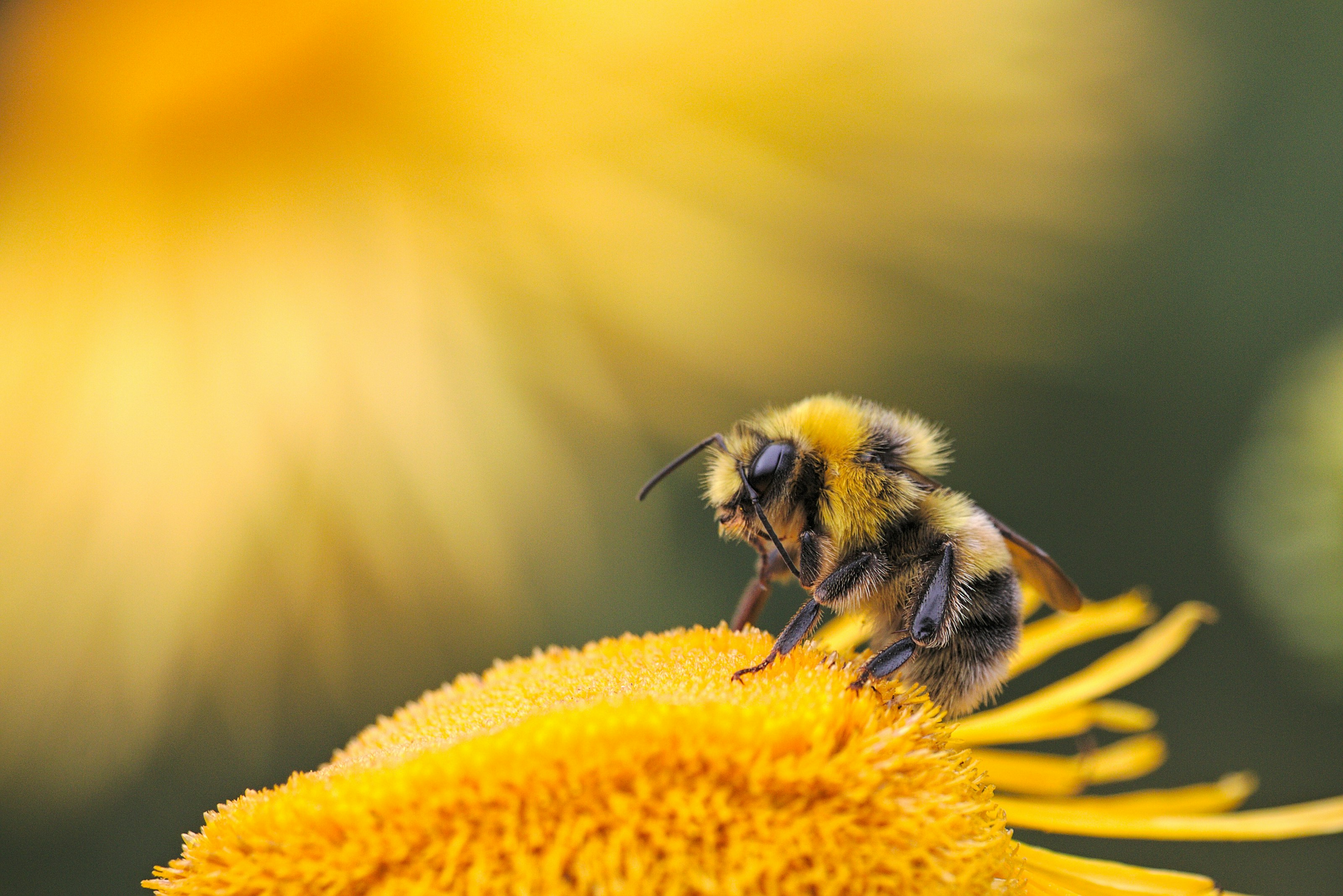 A bee visiting a flower