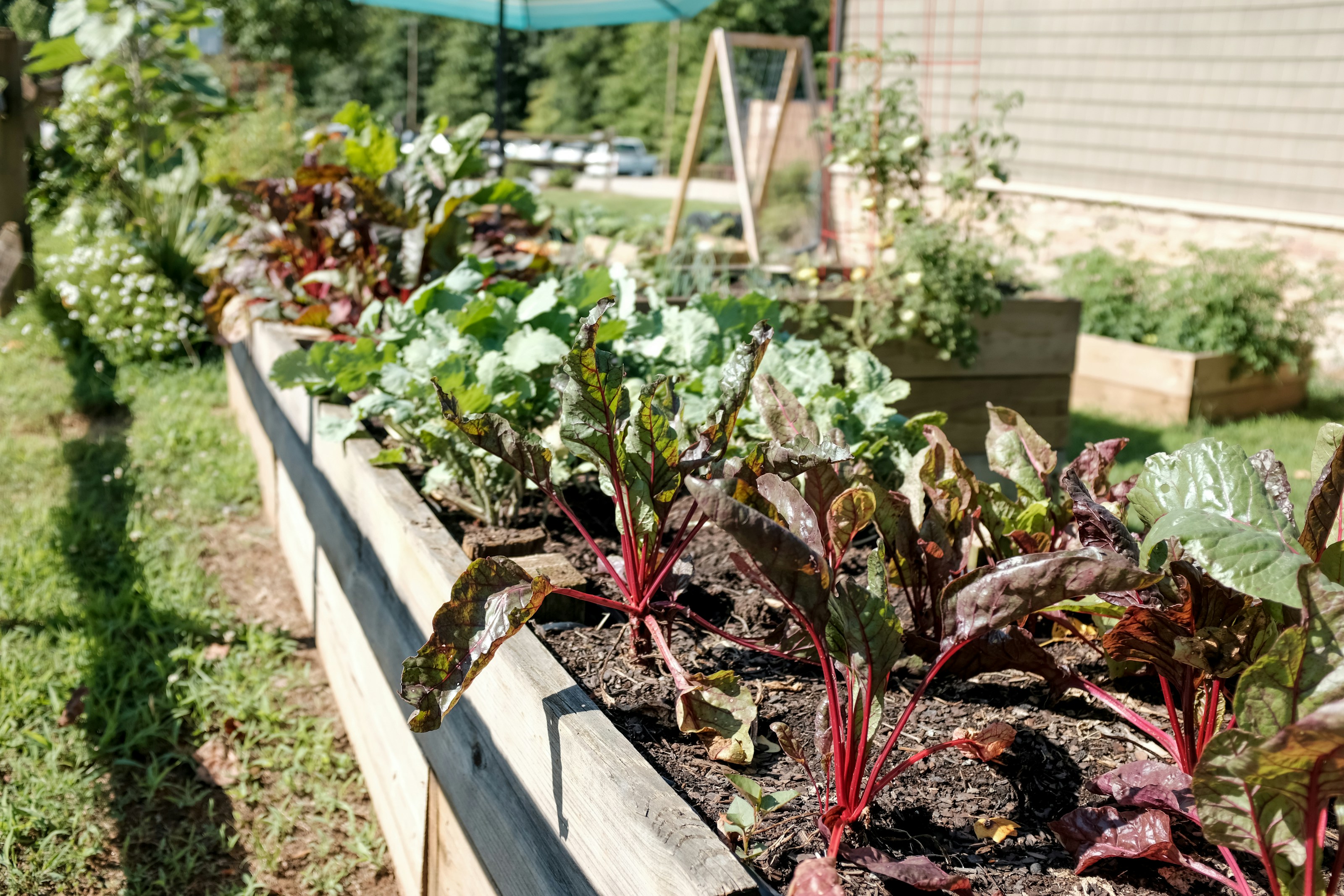 Vegetables growing in a garden