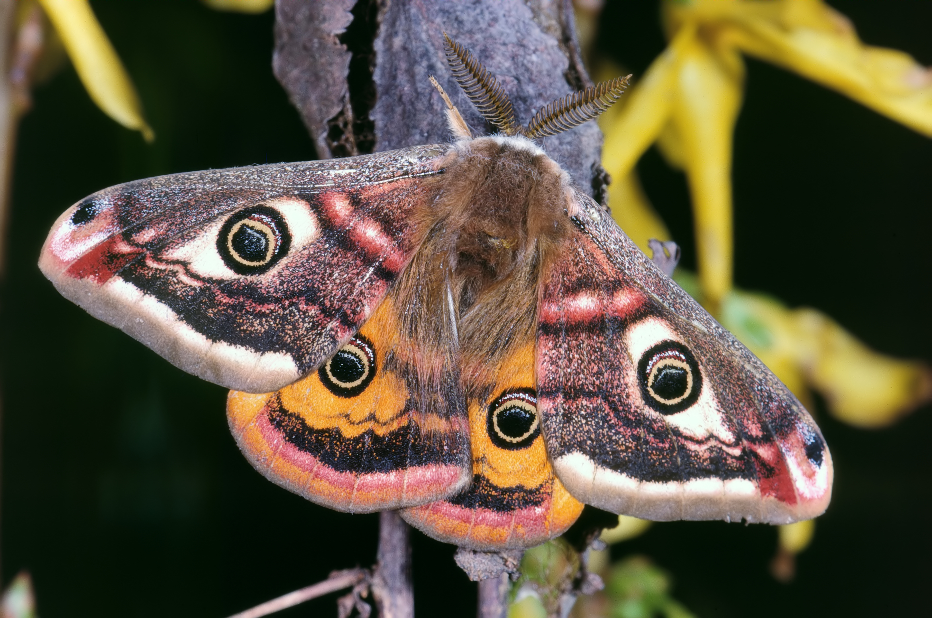 An emperor moth resting on vegetation