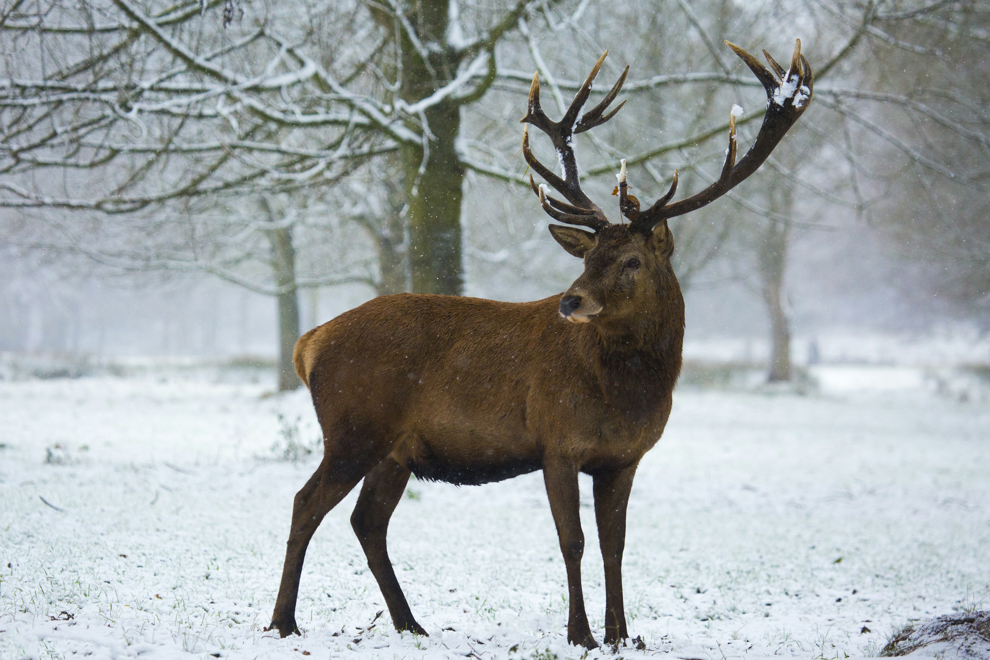 A red deer stag