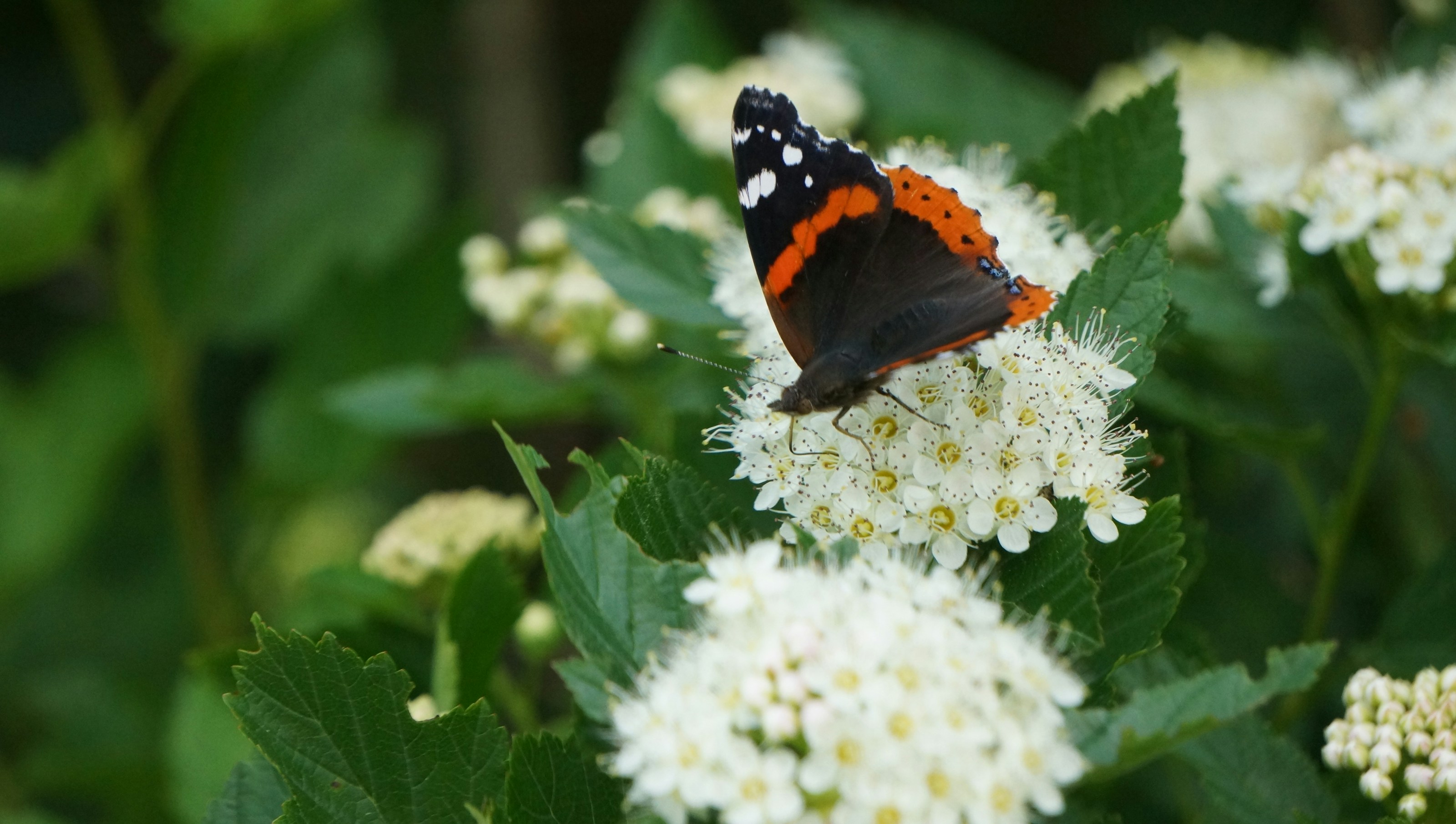 A red admiral butterfly at rest