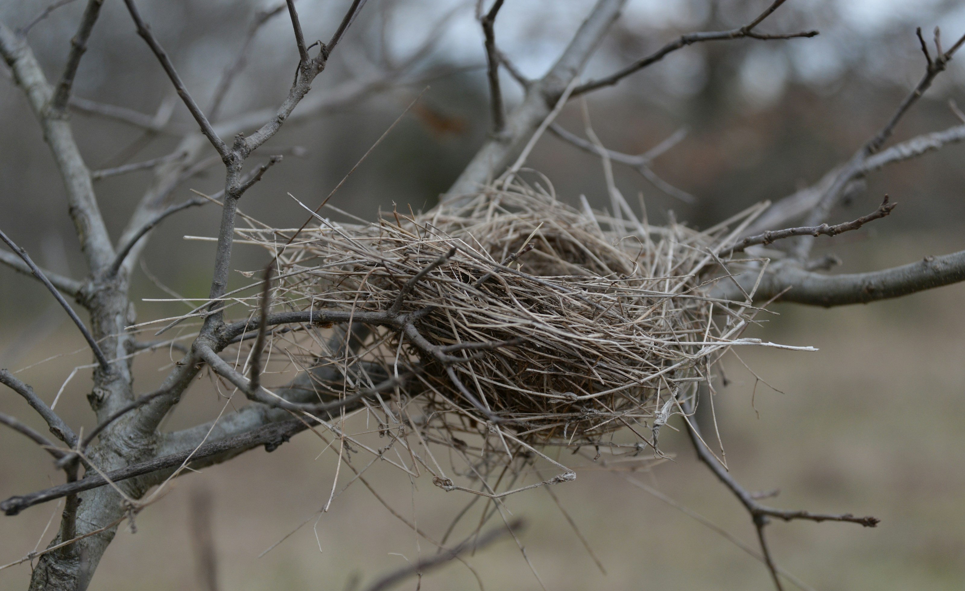 A bird nest among branches