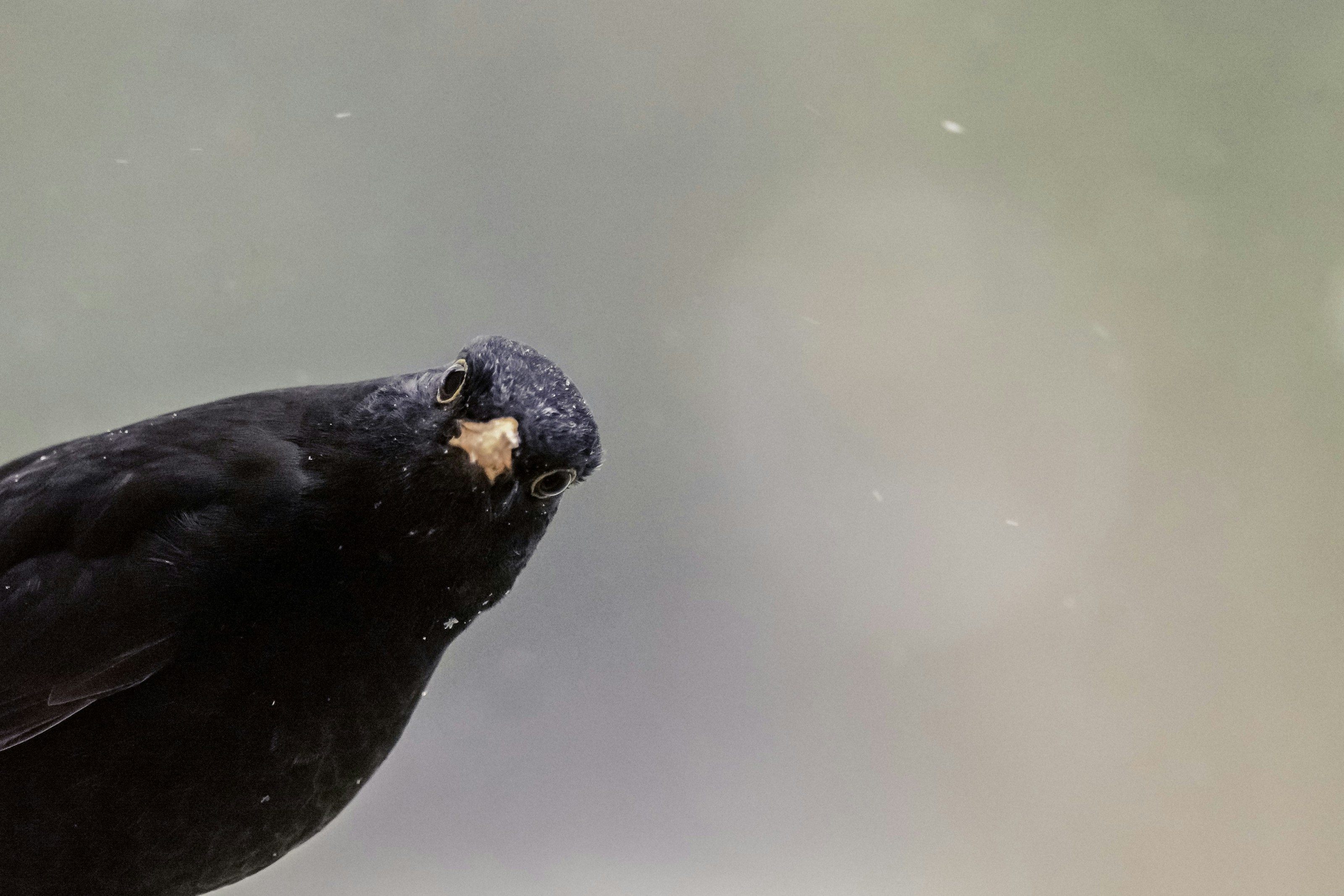 A common blackbird perched outdoors